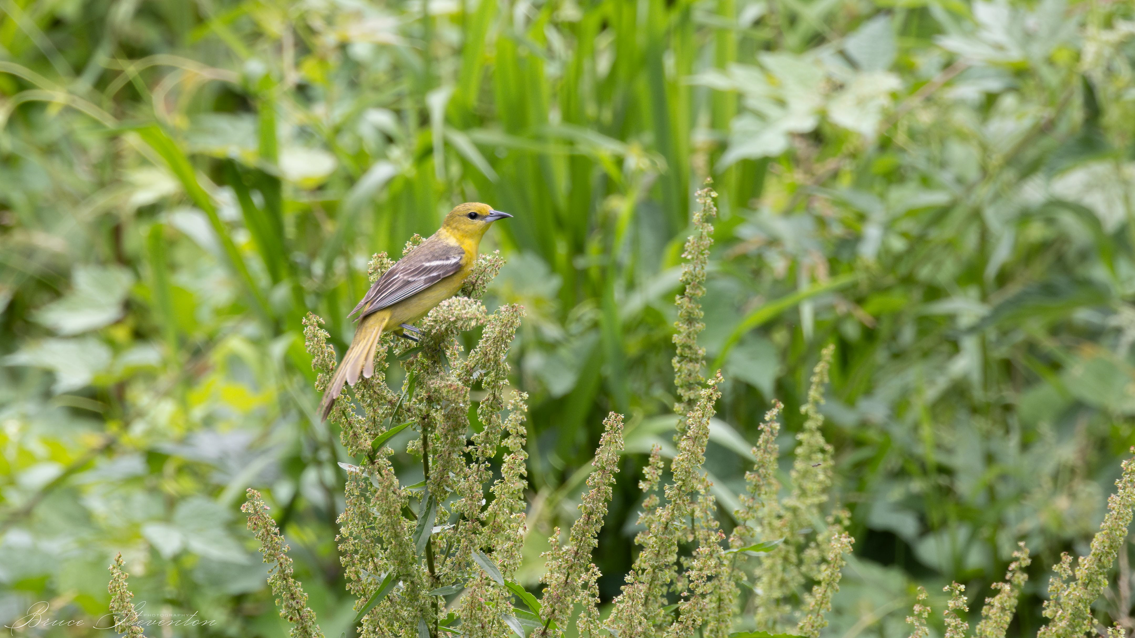 Orchard Oriole (F)? - French Broad River Greenway