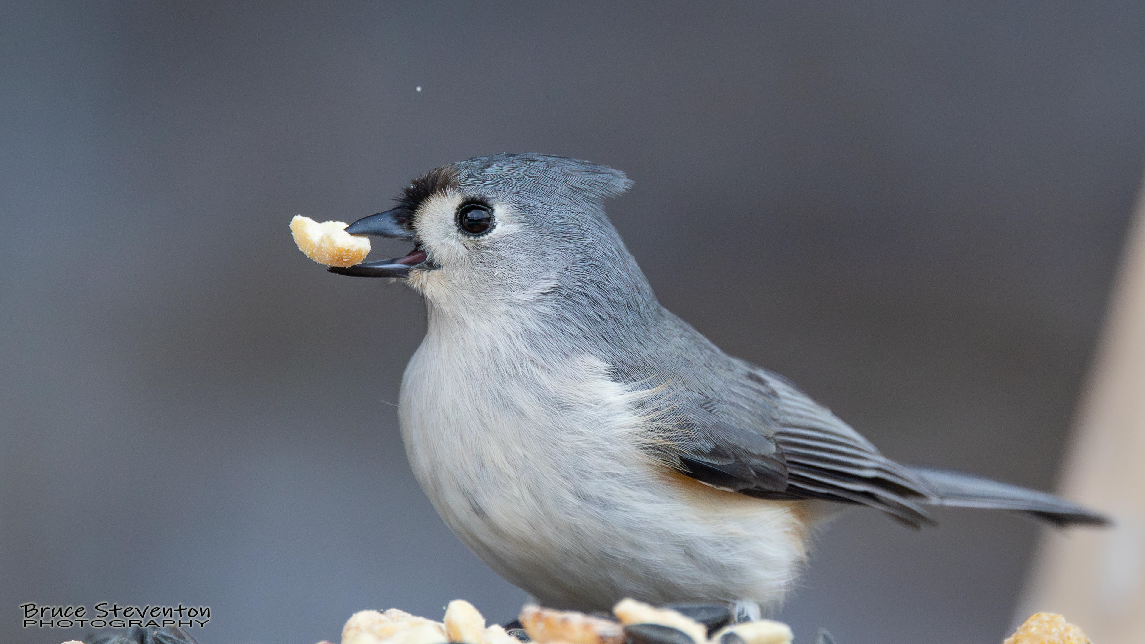 Tufted Titmouse
