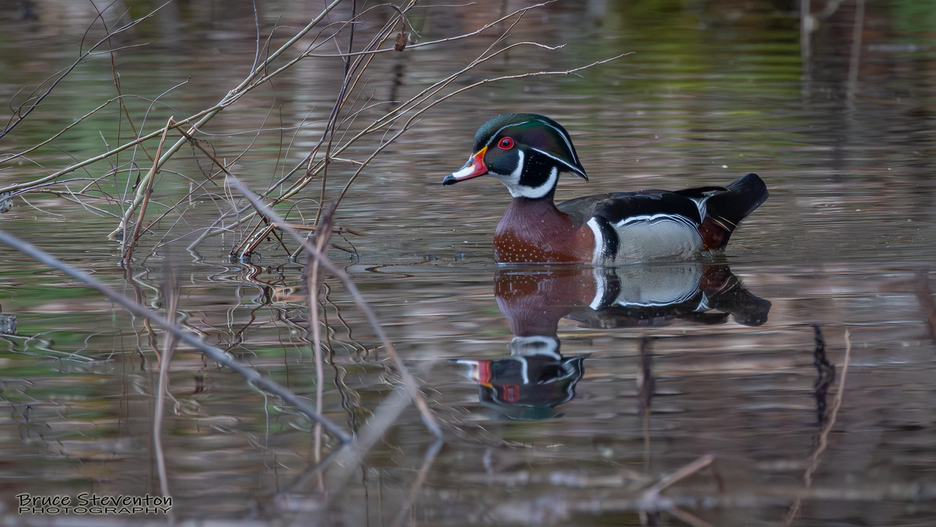 Wood Duck, Rochester, VT
