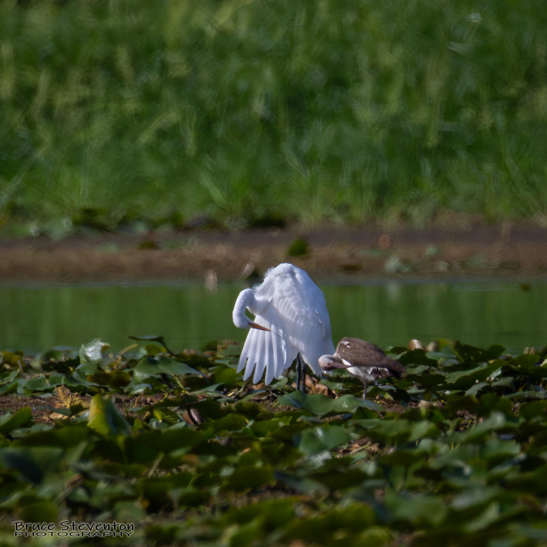 Great Egret & White Ibis