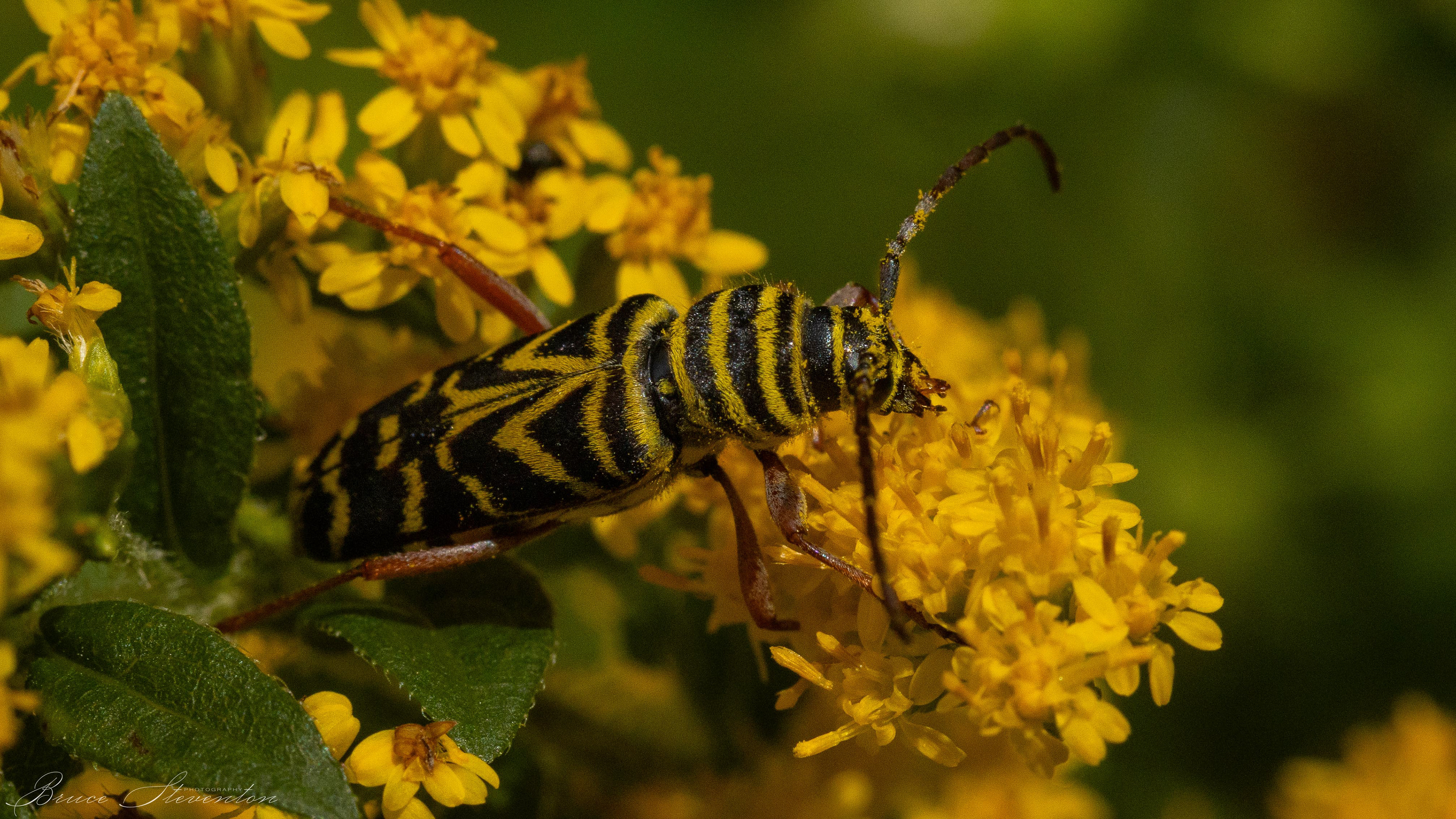 Locust Borer on Goldenrod