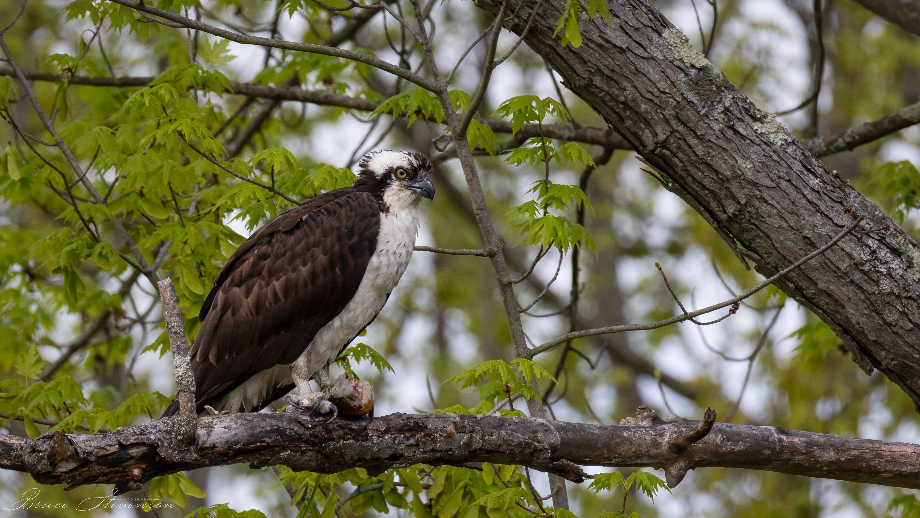 Osprey