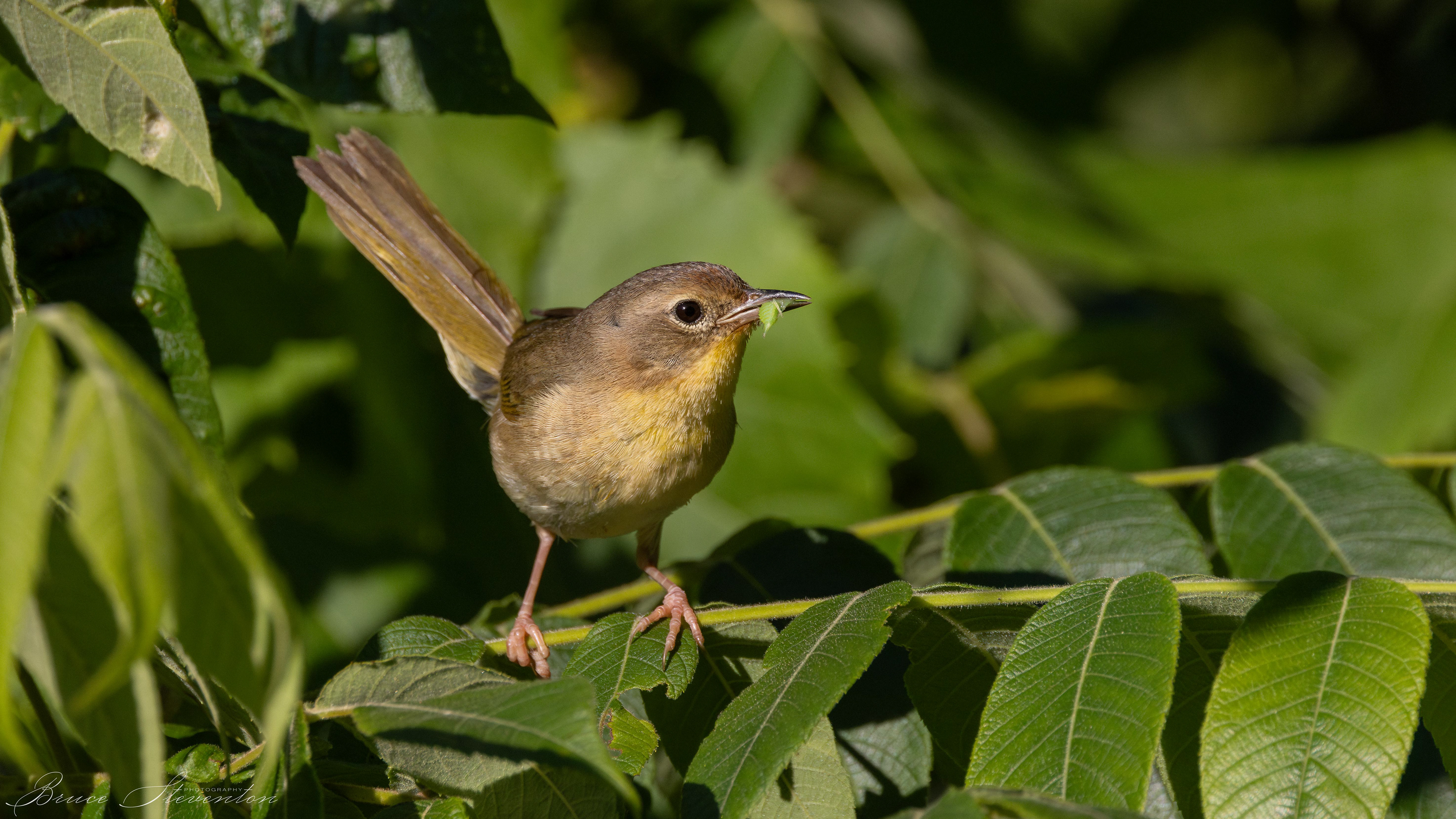 Common Yellowthroat with a captured insect