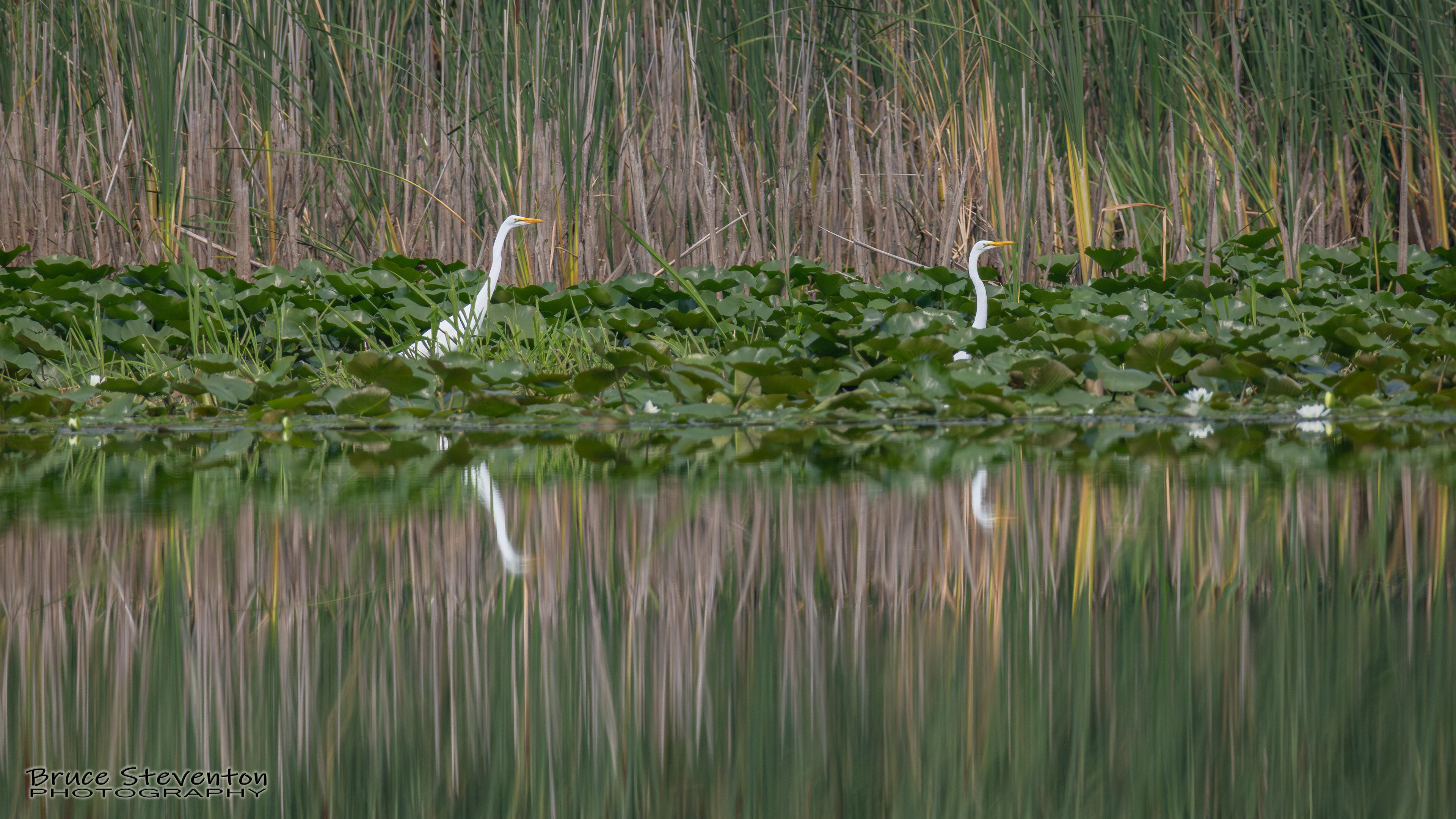 Great Egret