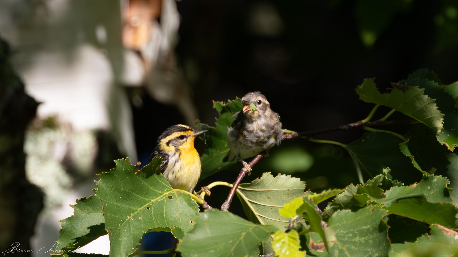 Blackburnian Warbler