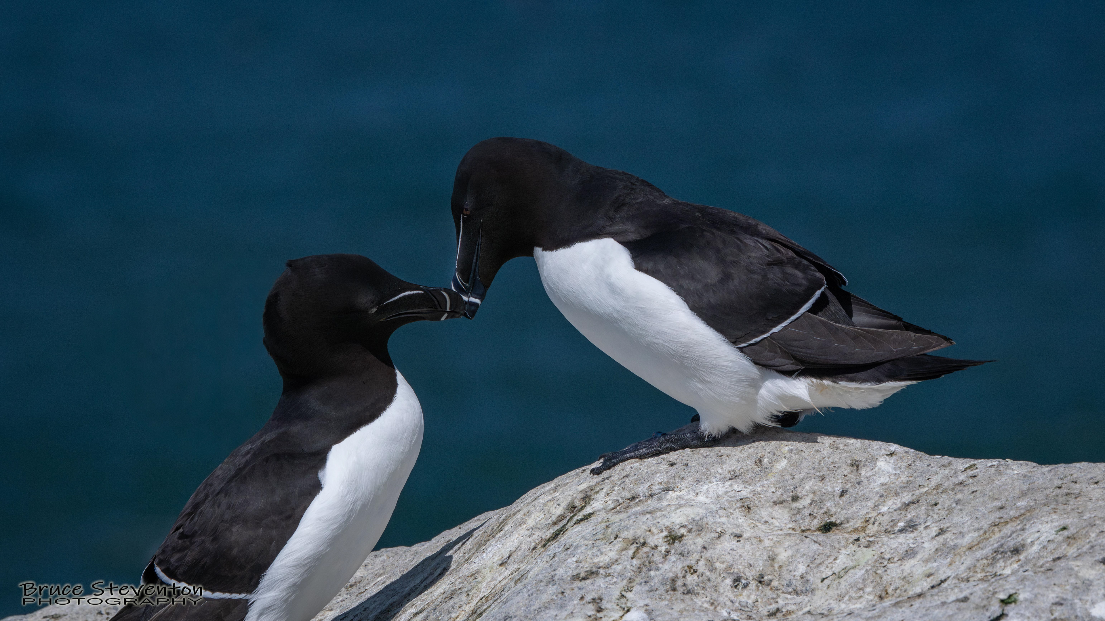 Razorbill