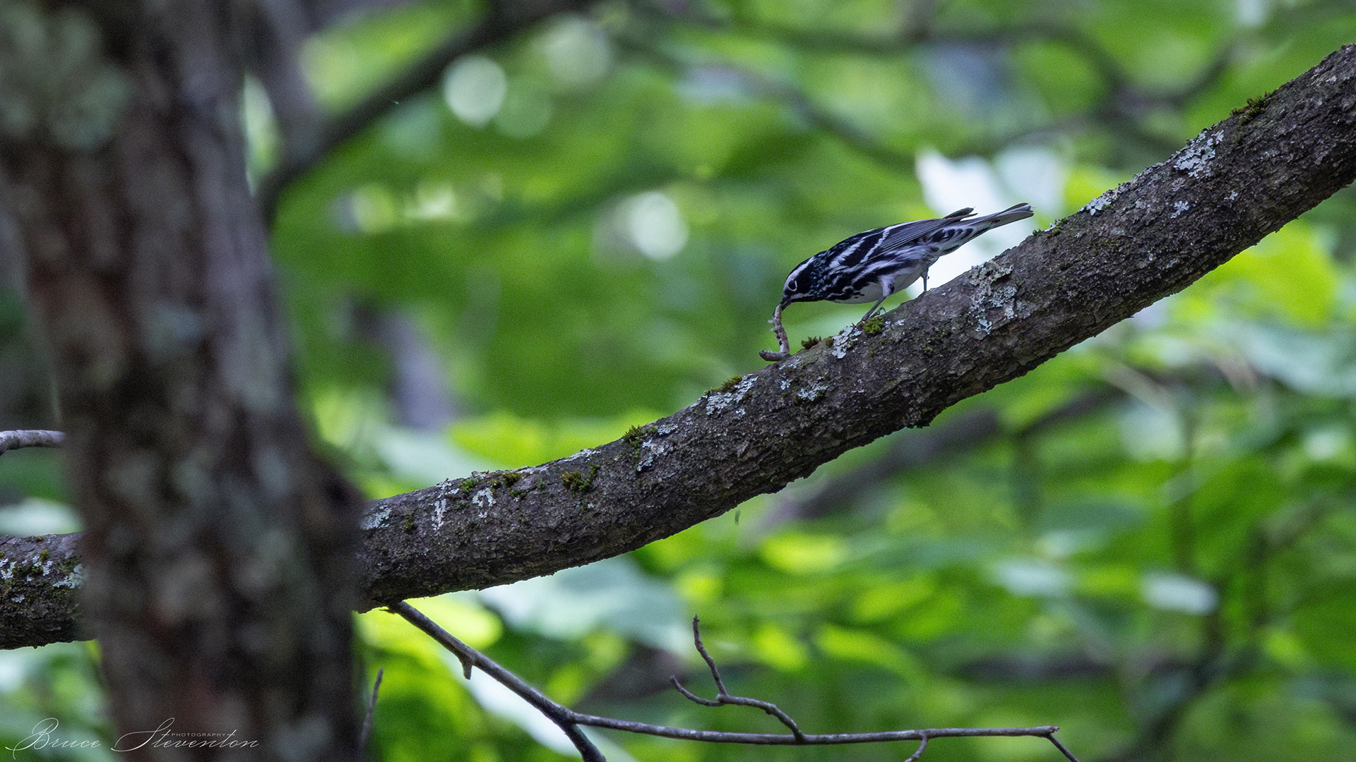 Black-and-white Warbler - Bartlett Mt