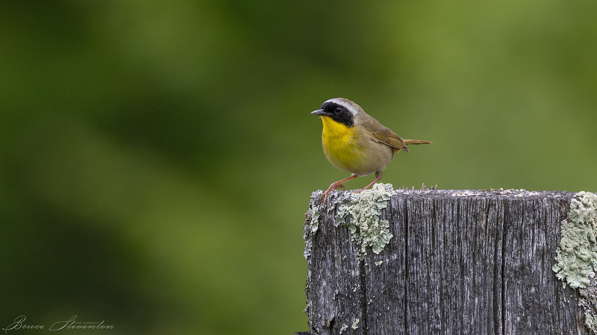 Common Yellowthroat (M)