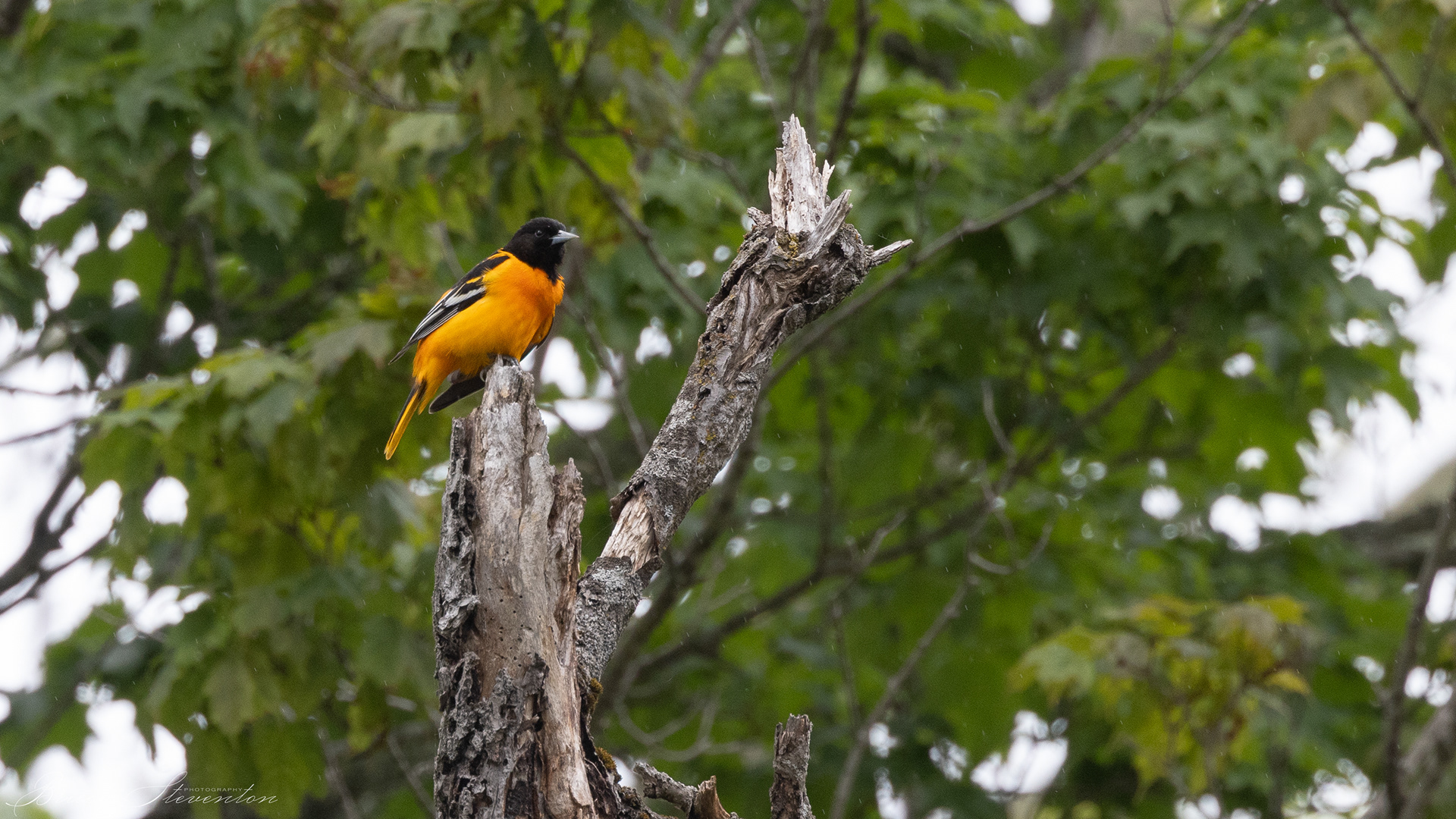 Baltimore Oriole