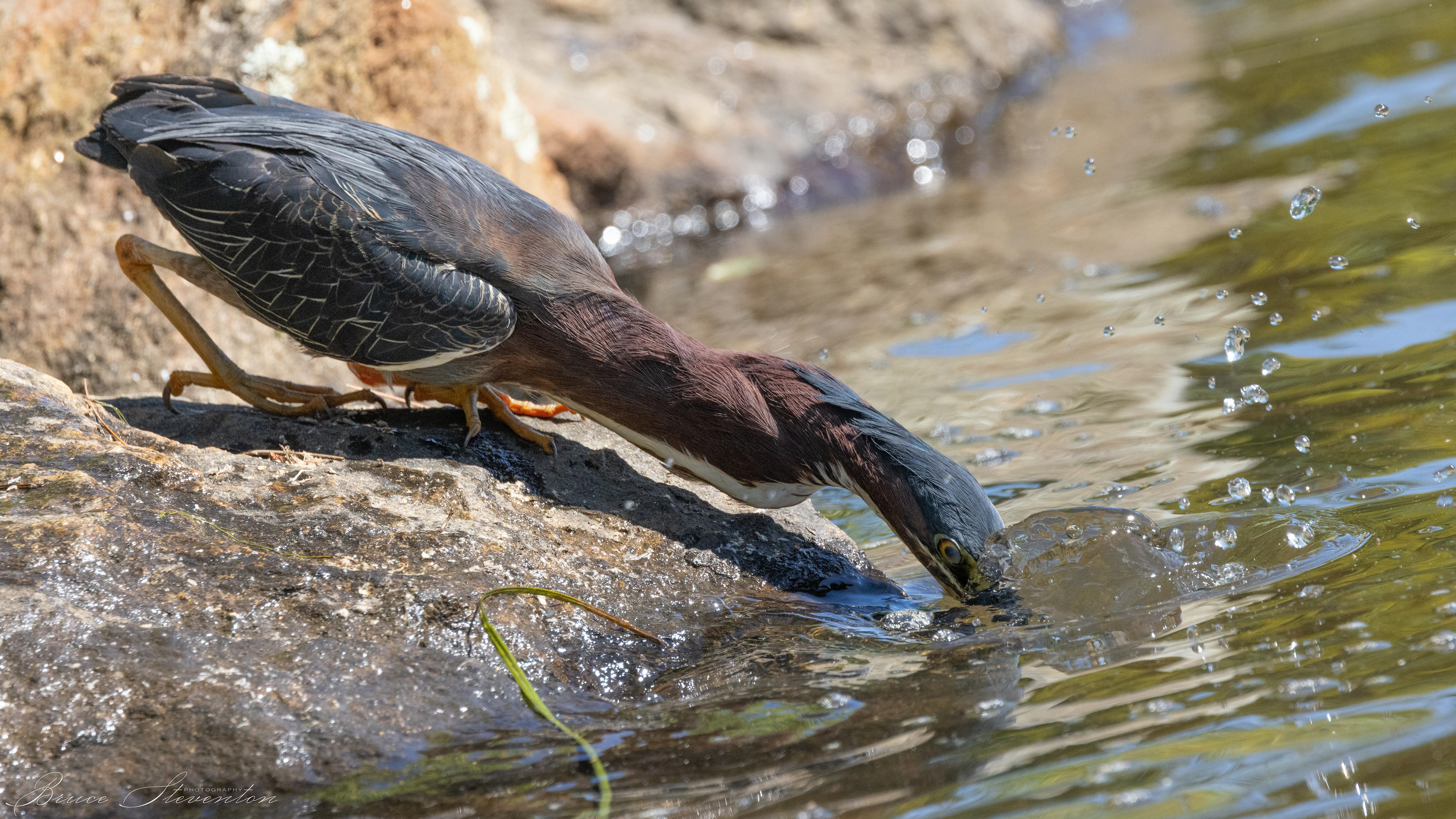 Green Heron - Lake Tomahawk
