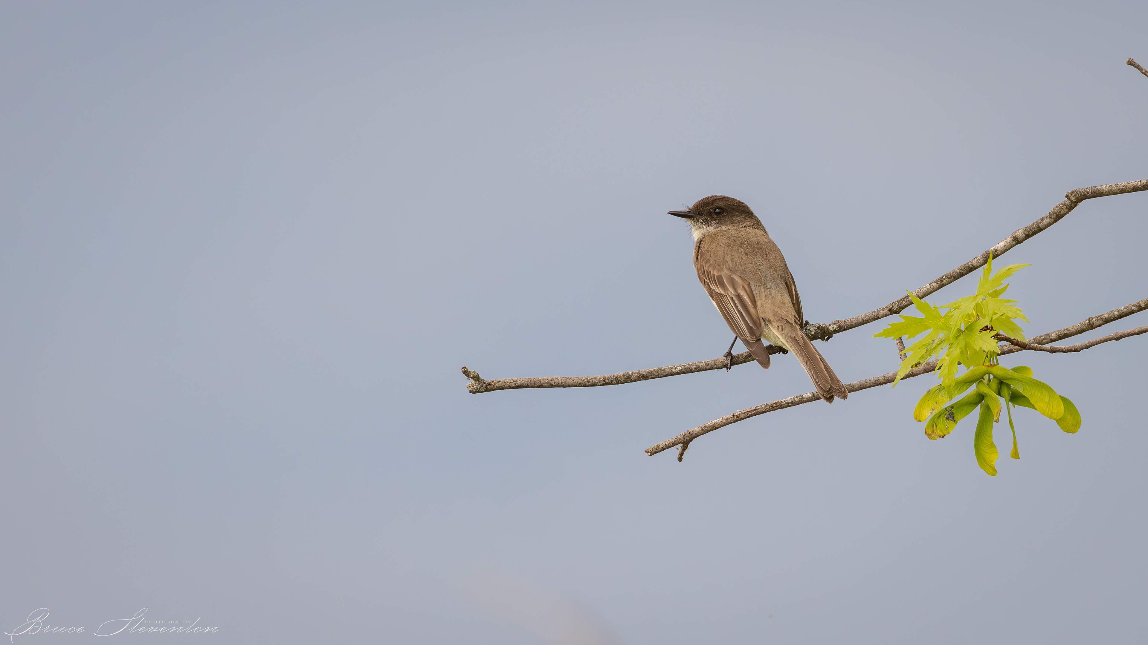 Eastern Phoebe