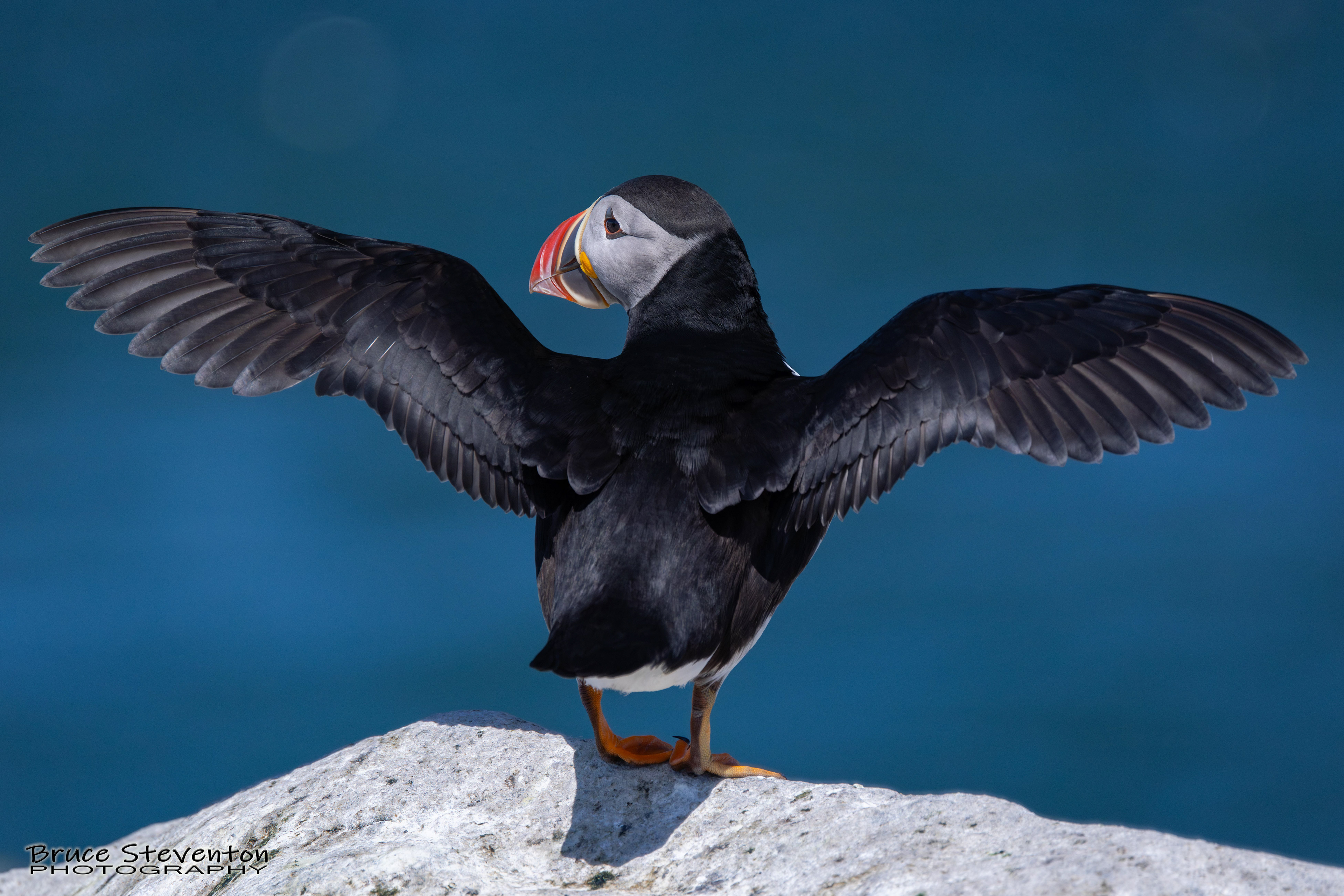 Atlantic Puffin