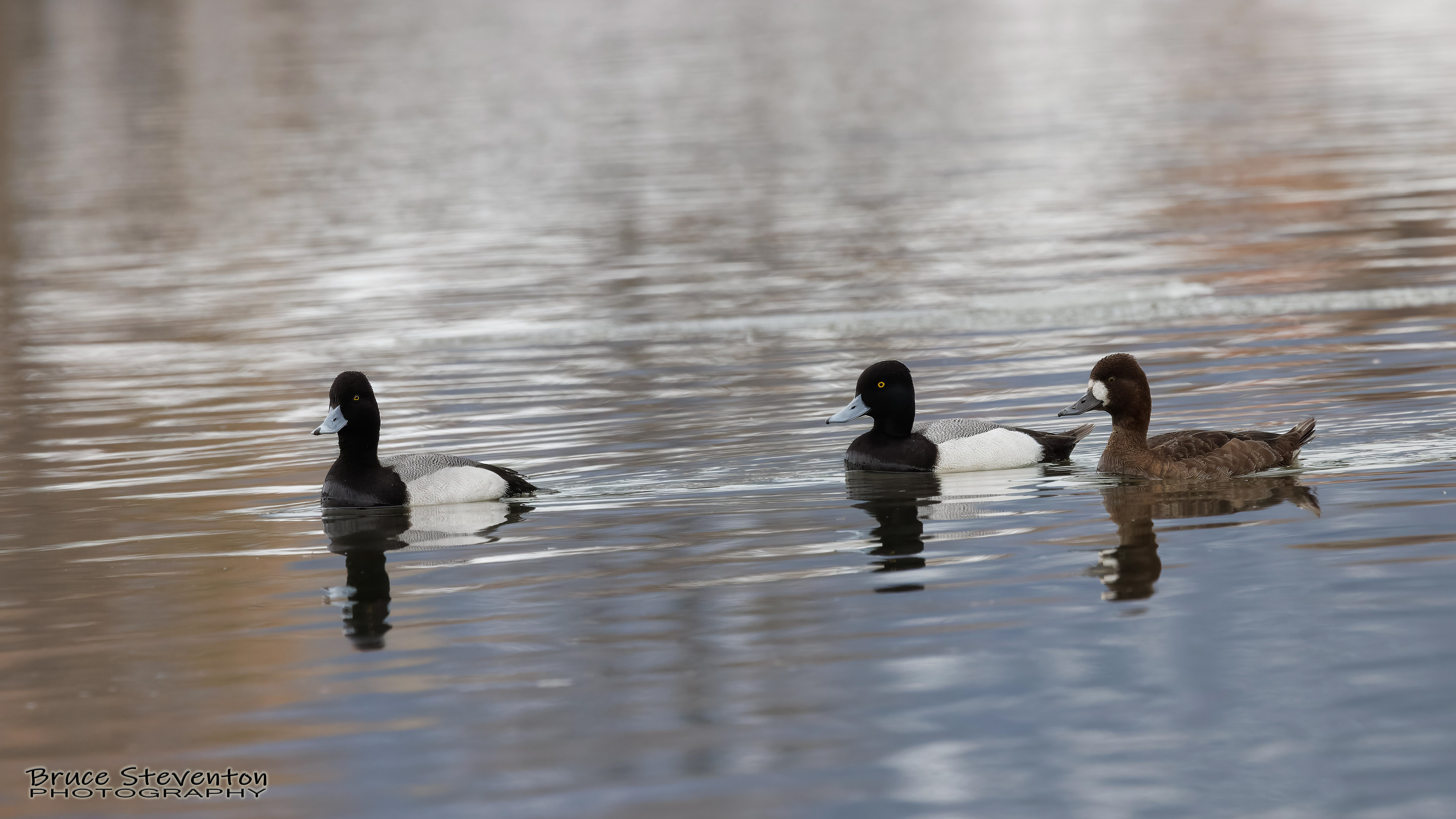 Greater Scaup - Addison, VT