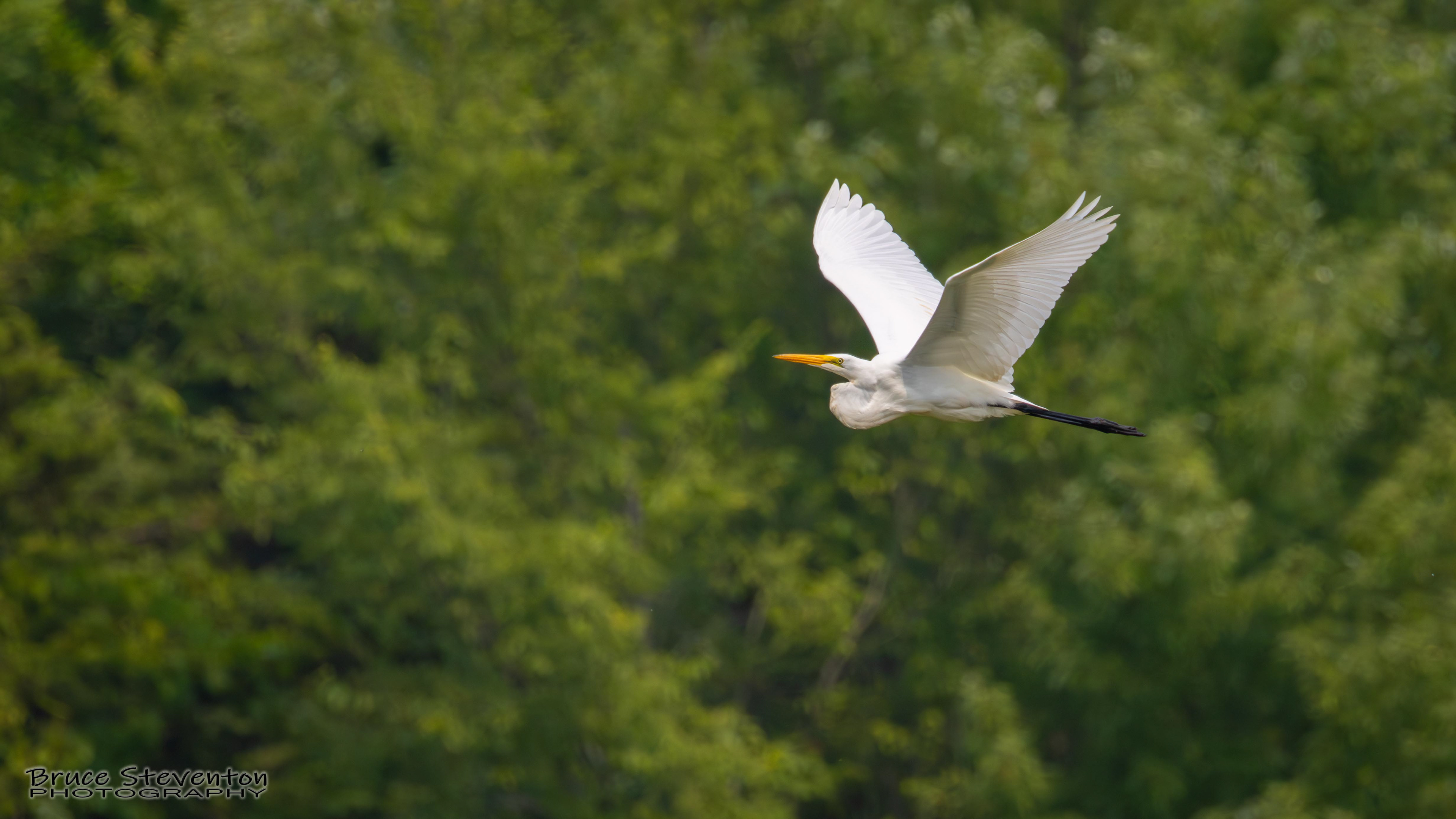 Great Egret