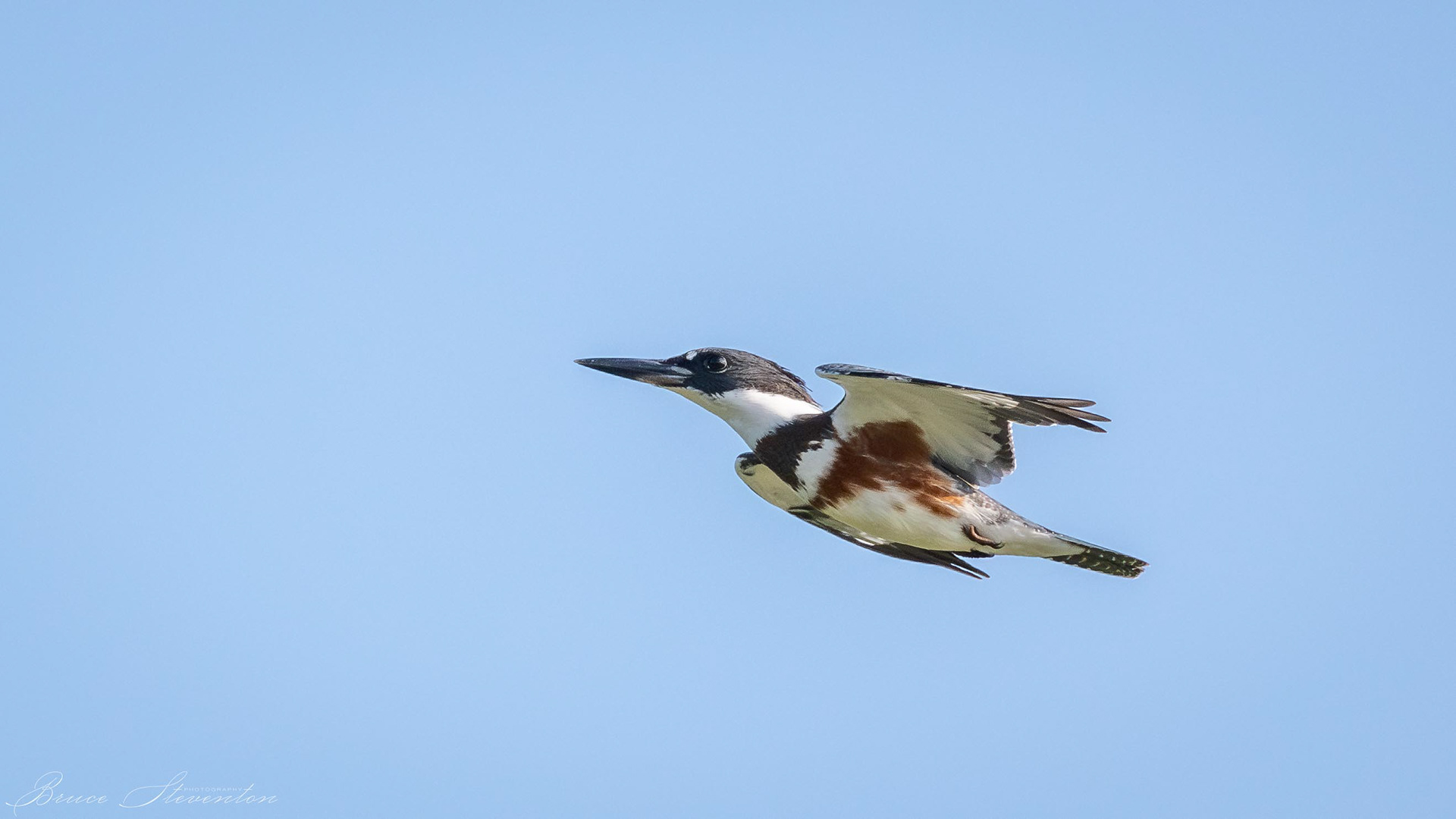 Belted Kingfisher (F)