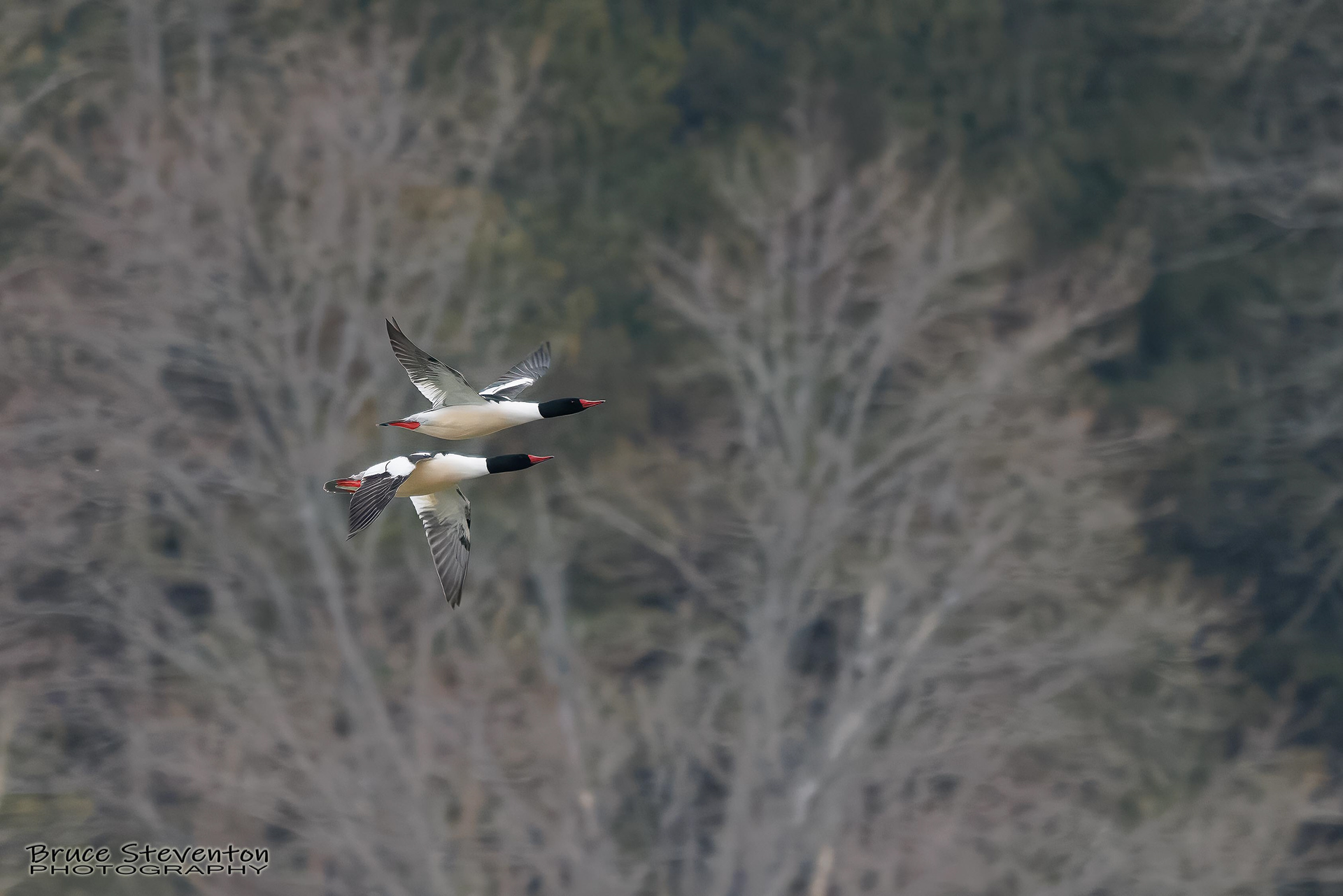 Common Merganser (M) - Addison, VT