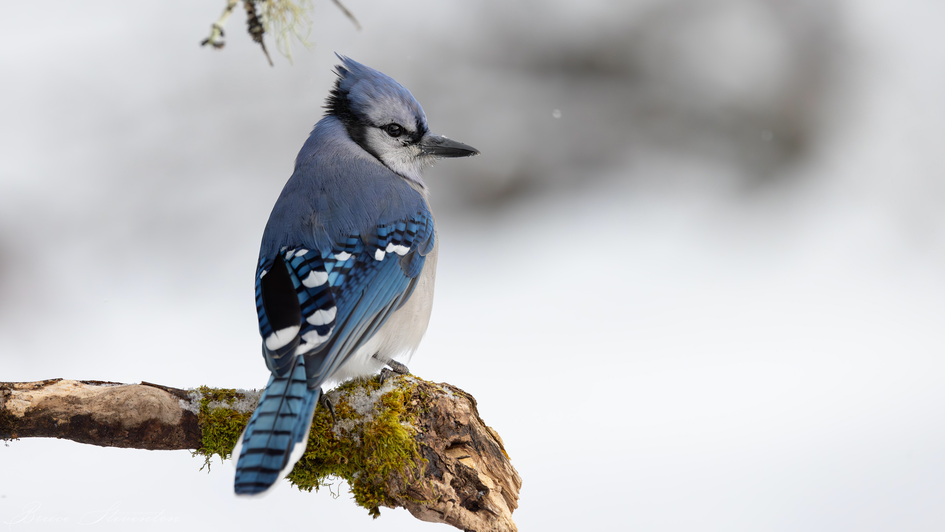 Blue Jay