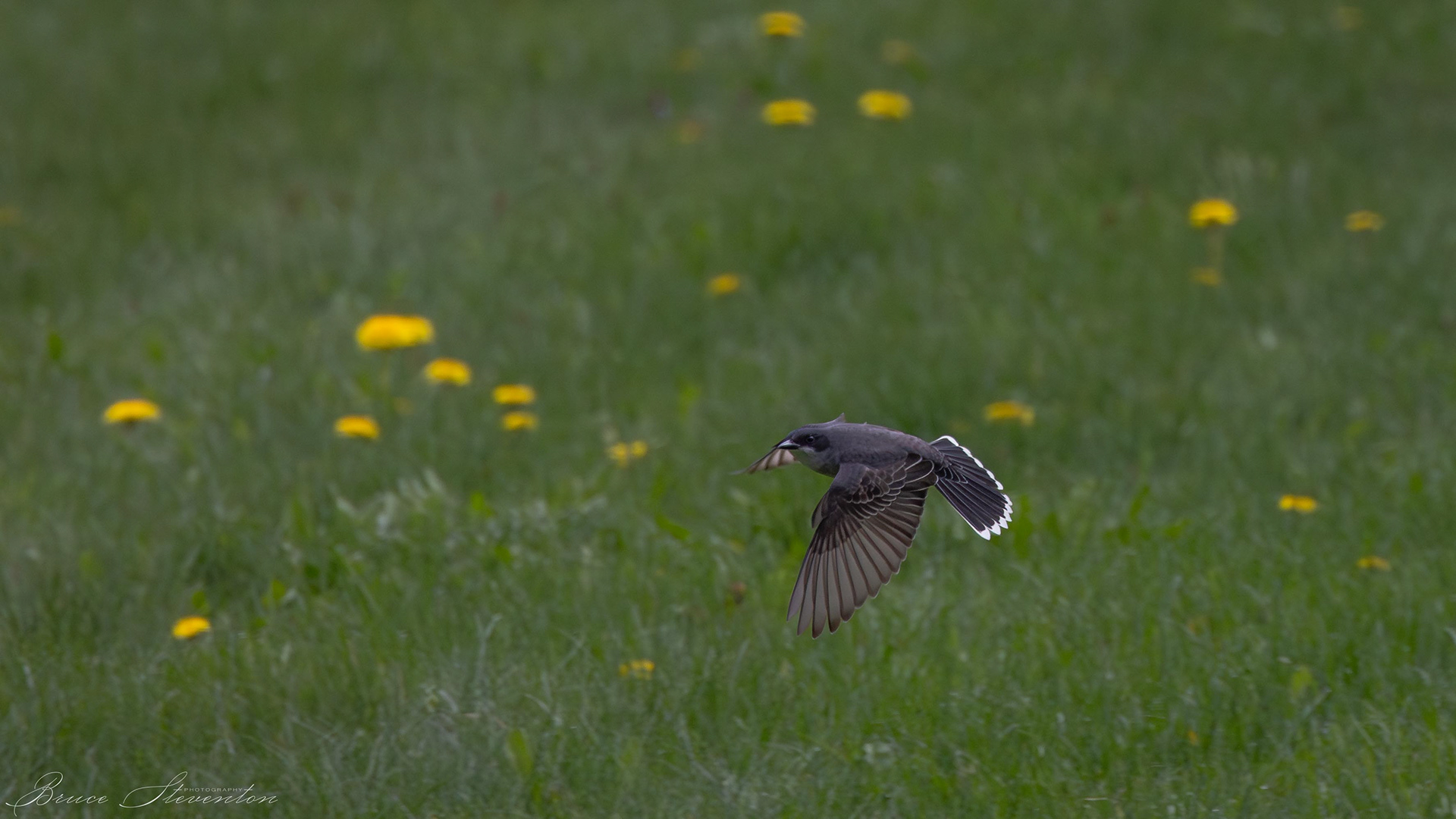 Eastern Kingbird
