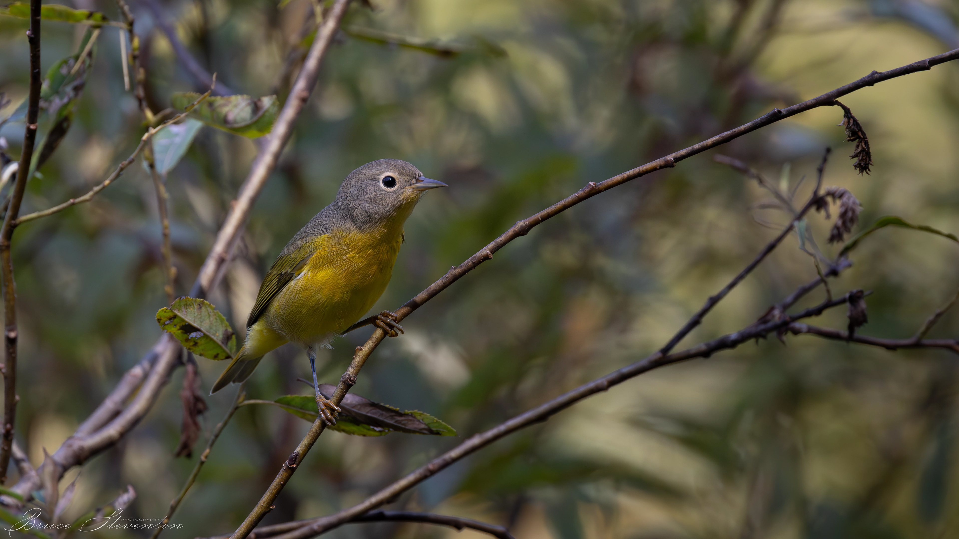 Nashville Warbler