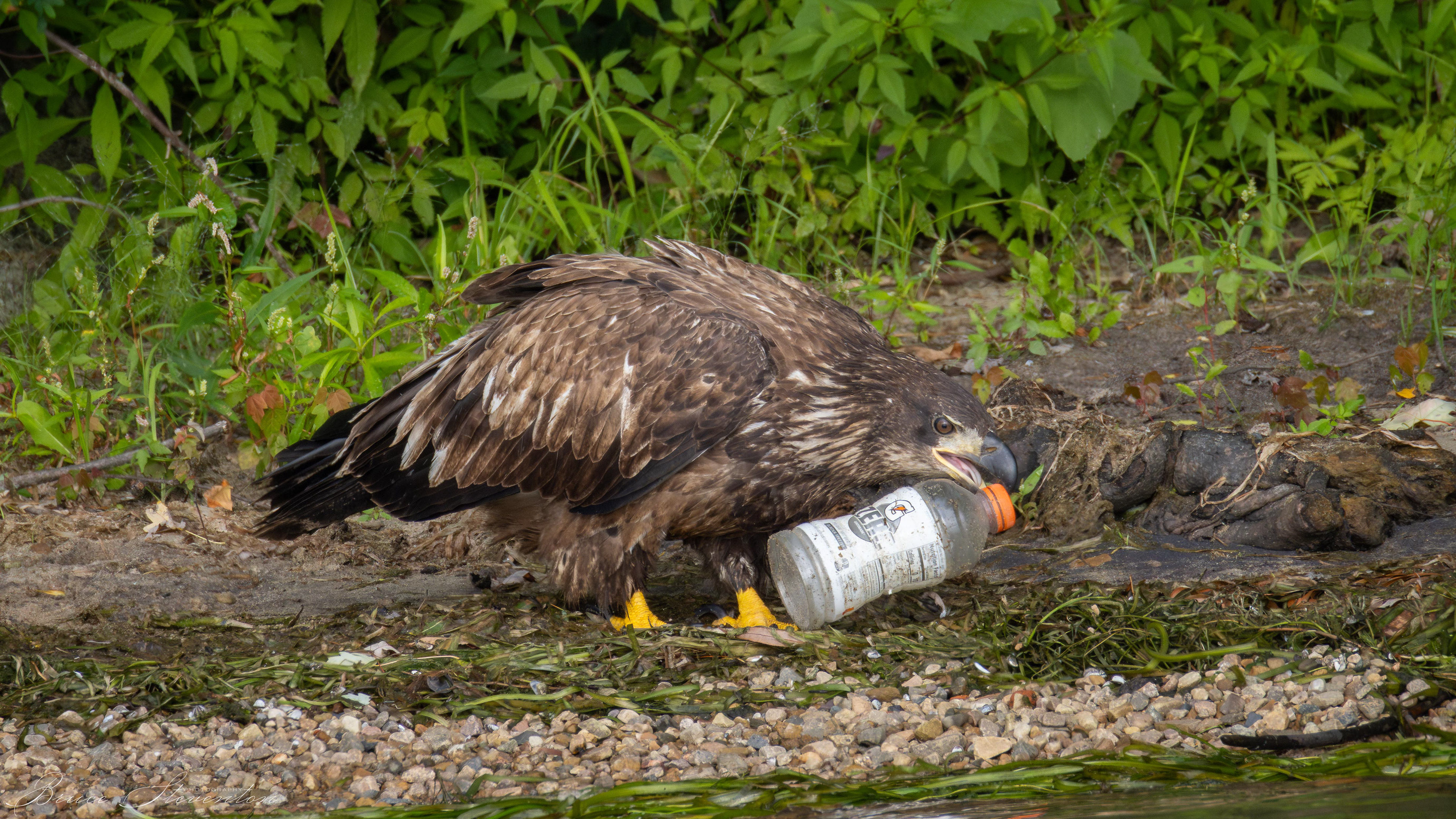 Bald Eagle, Immature