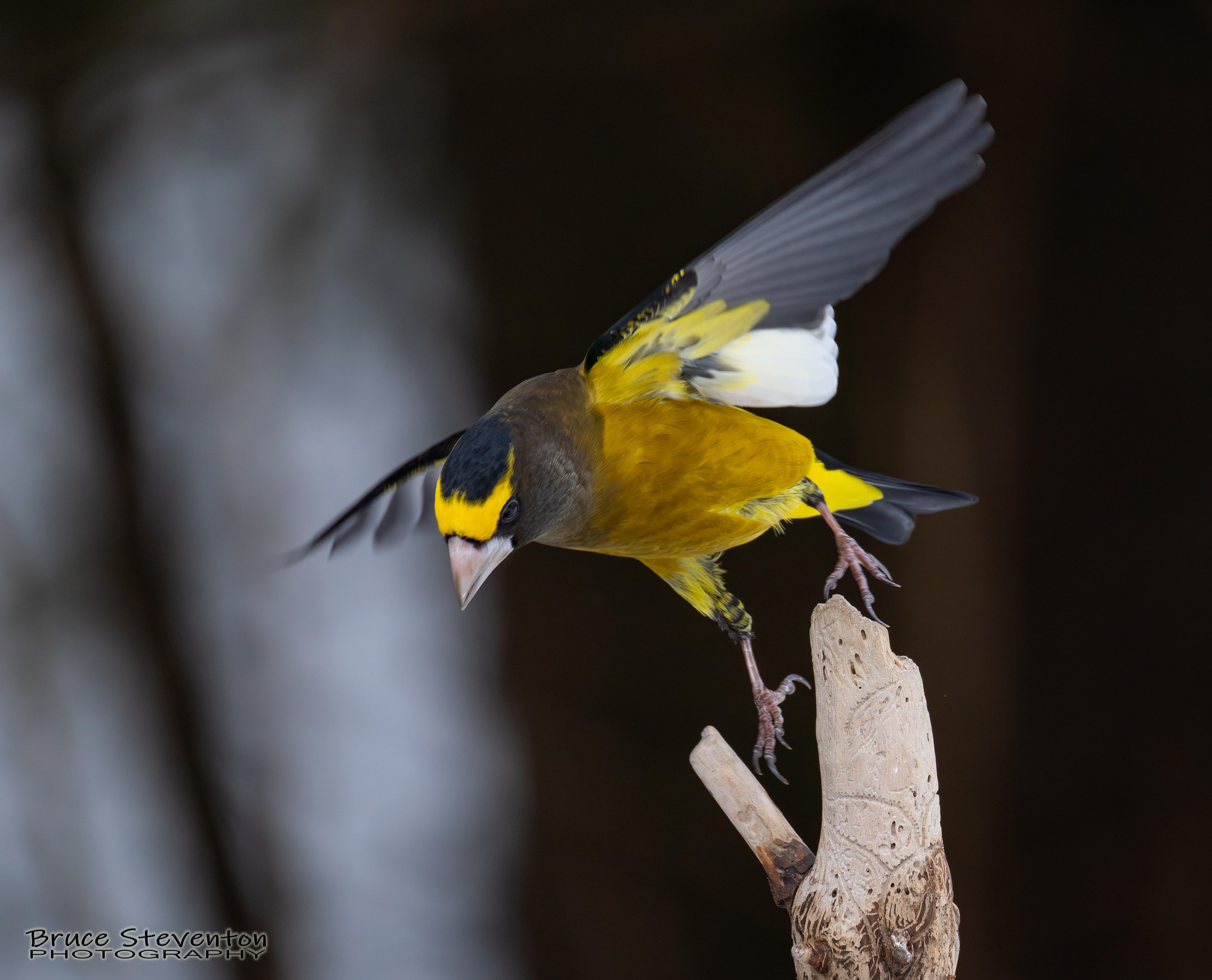 Evening Grosbeak