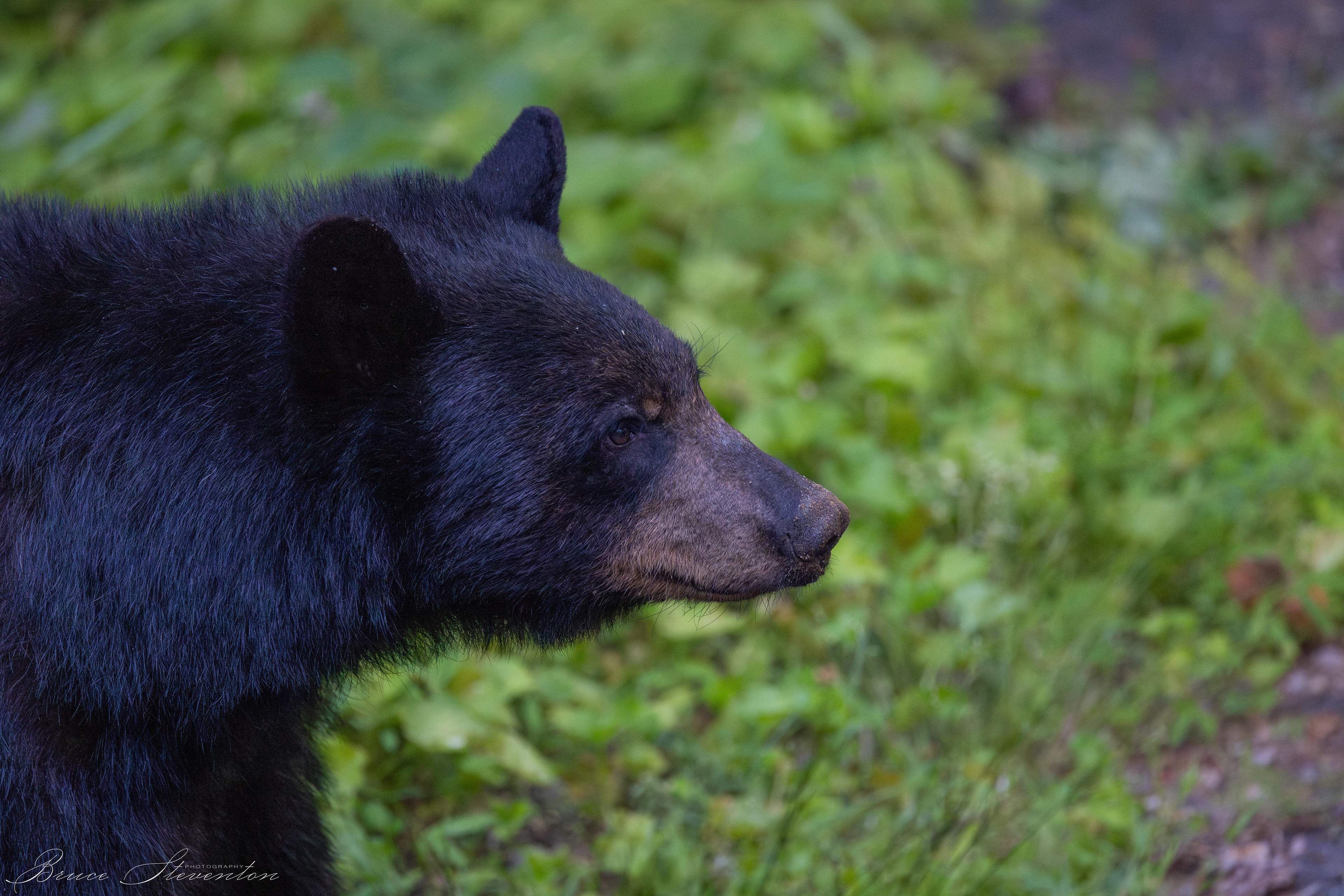 Black Bear - Bartlett Mt