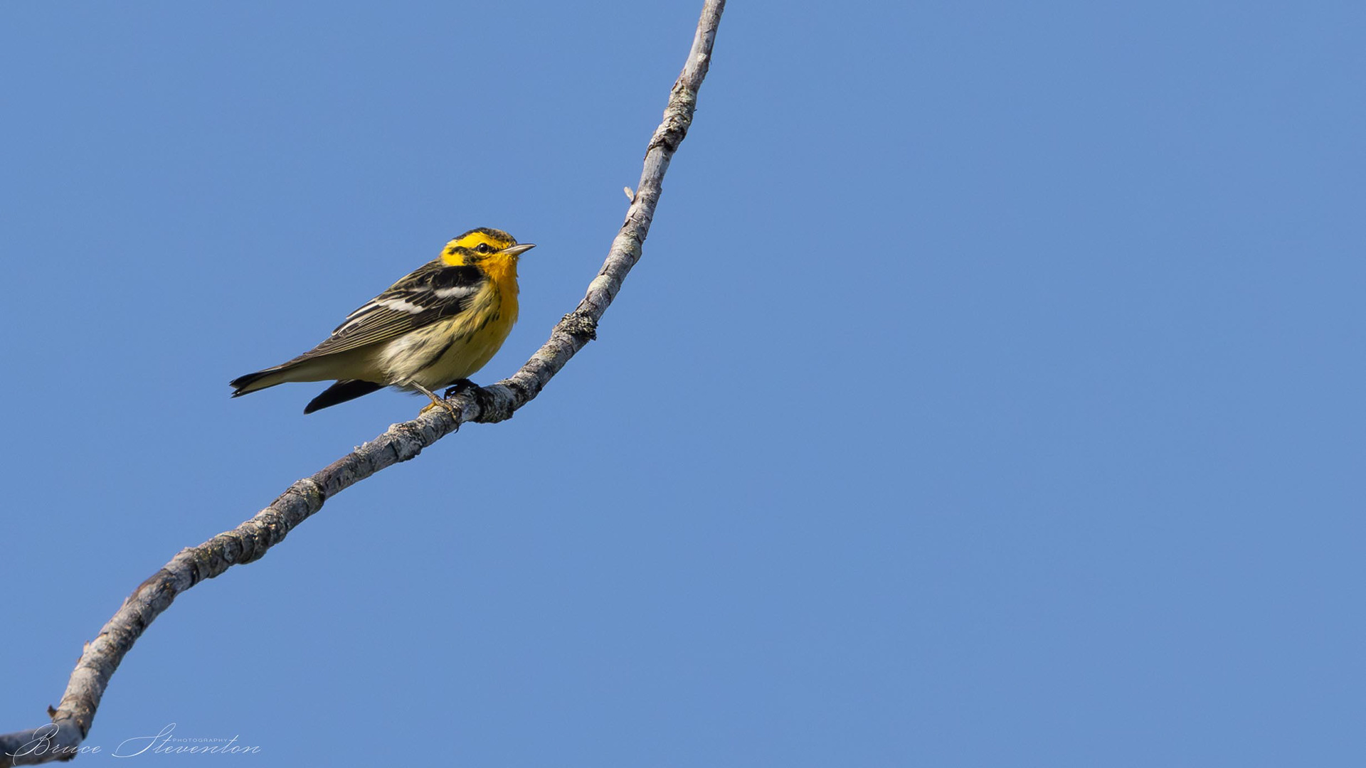 Blackburnian Warbler - Male