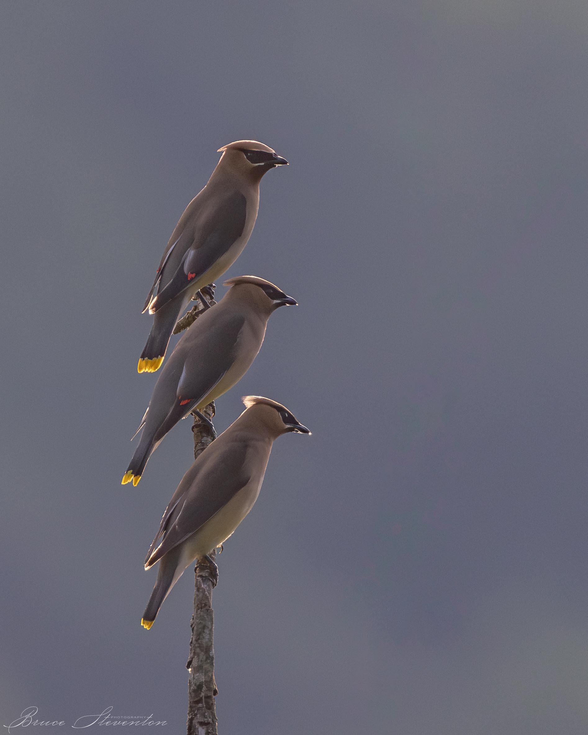 Cedar Waxwings lined up watching for insects to fly past