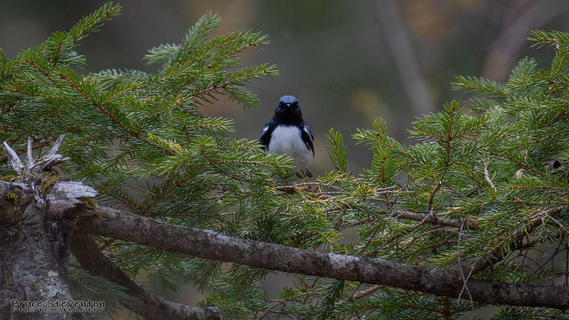 Black-throated Blue Warbler
