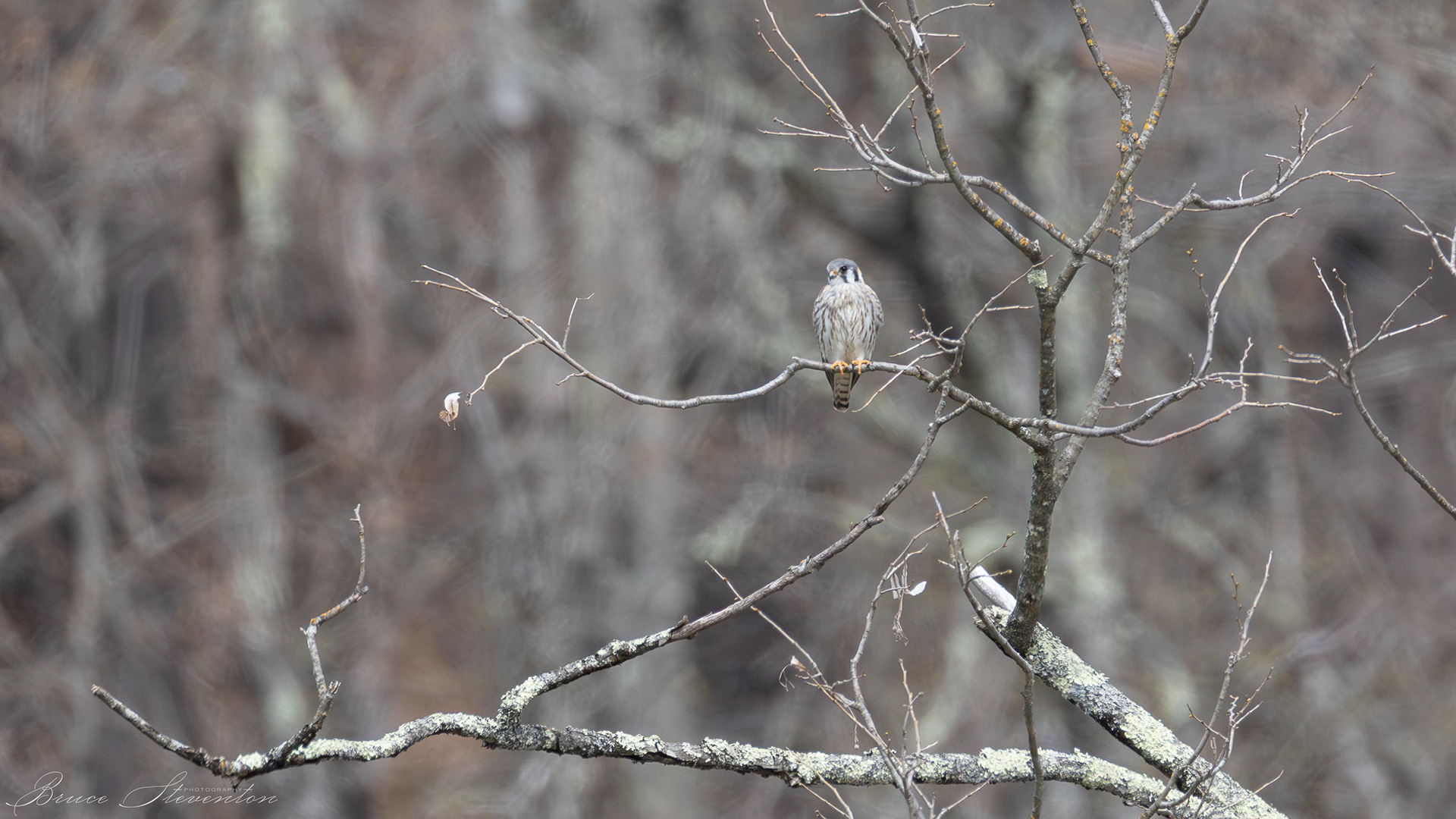 Kestrel