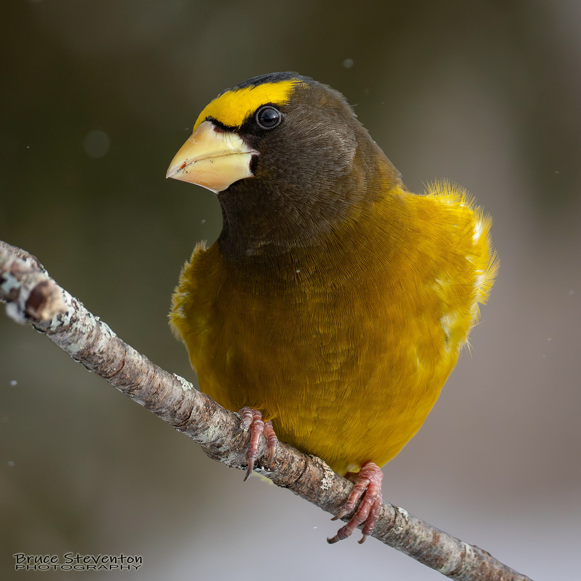 Evening Grosbeak