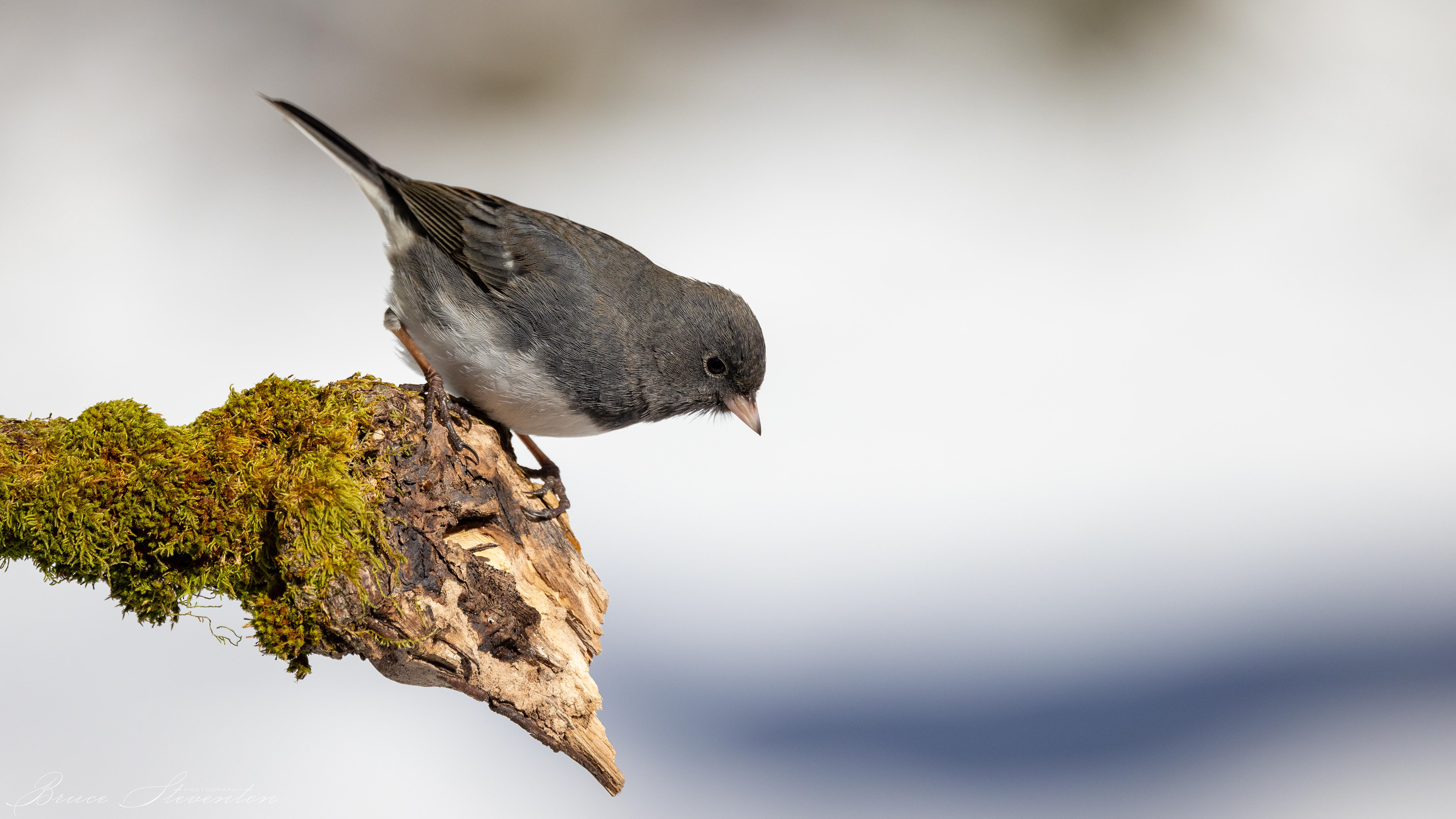 Dark-eyed Junco