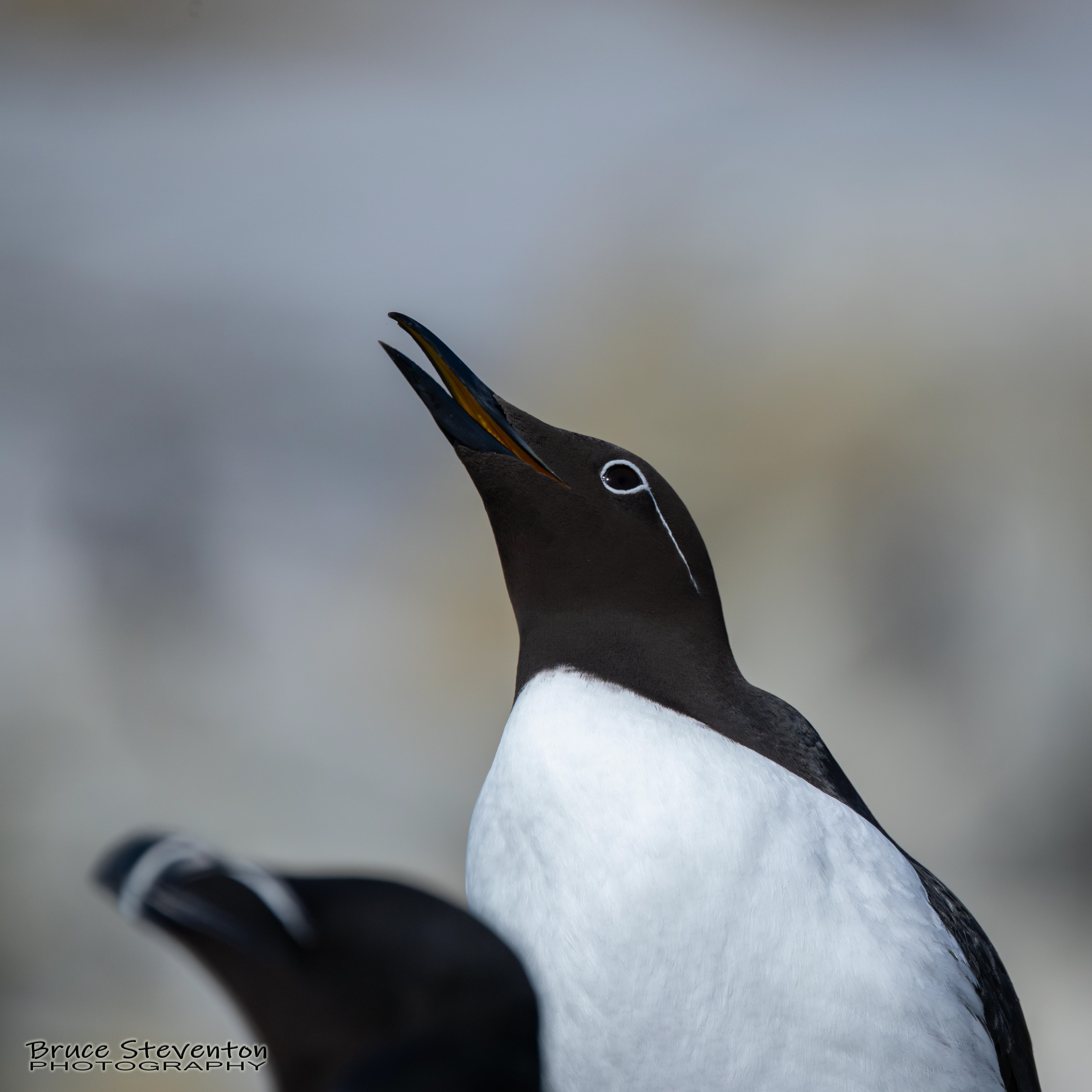Common Murre