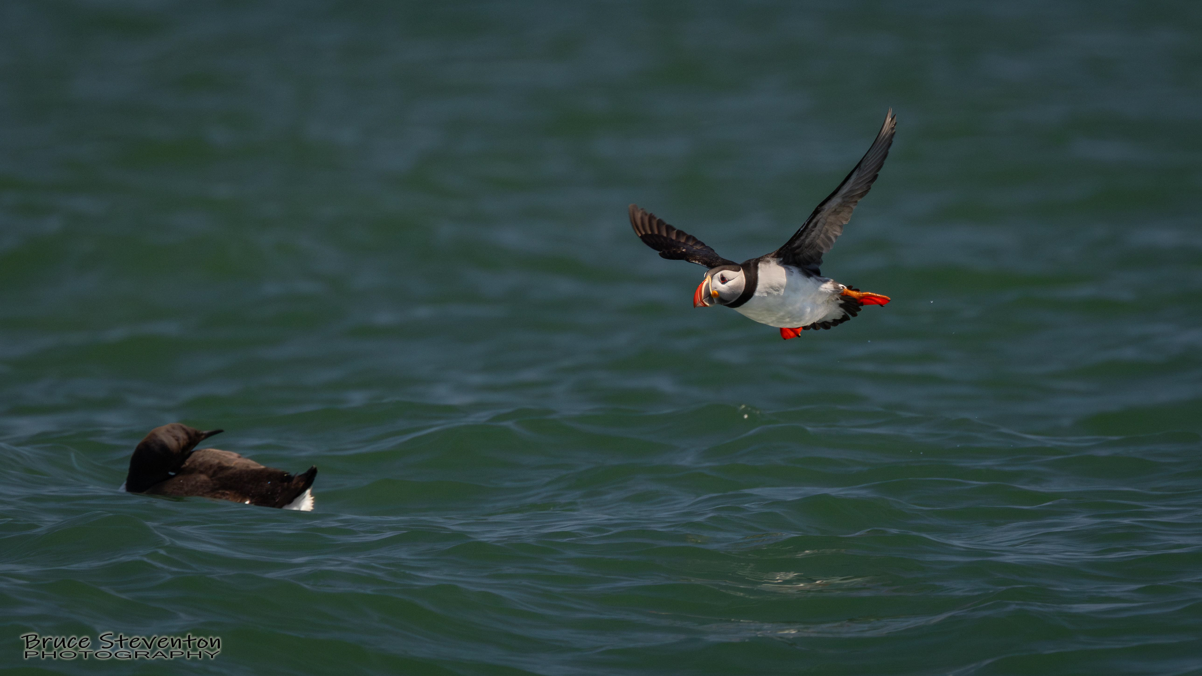 Atlantic Puffin