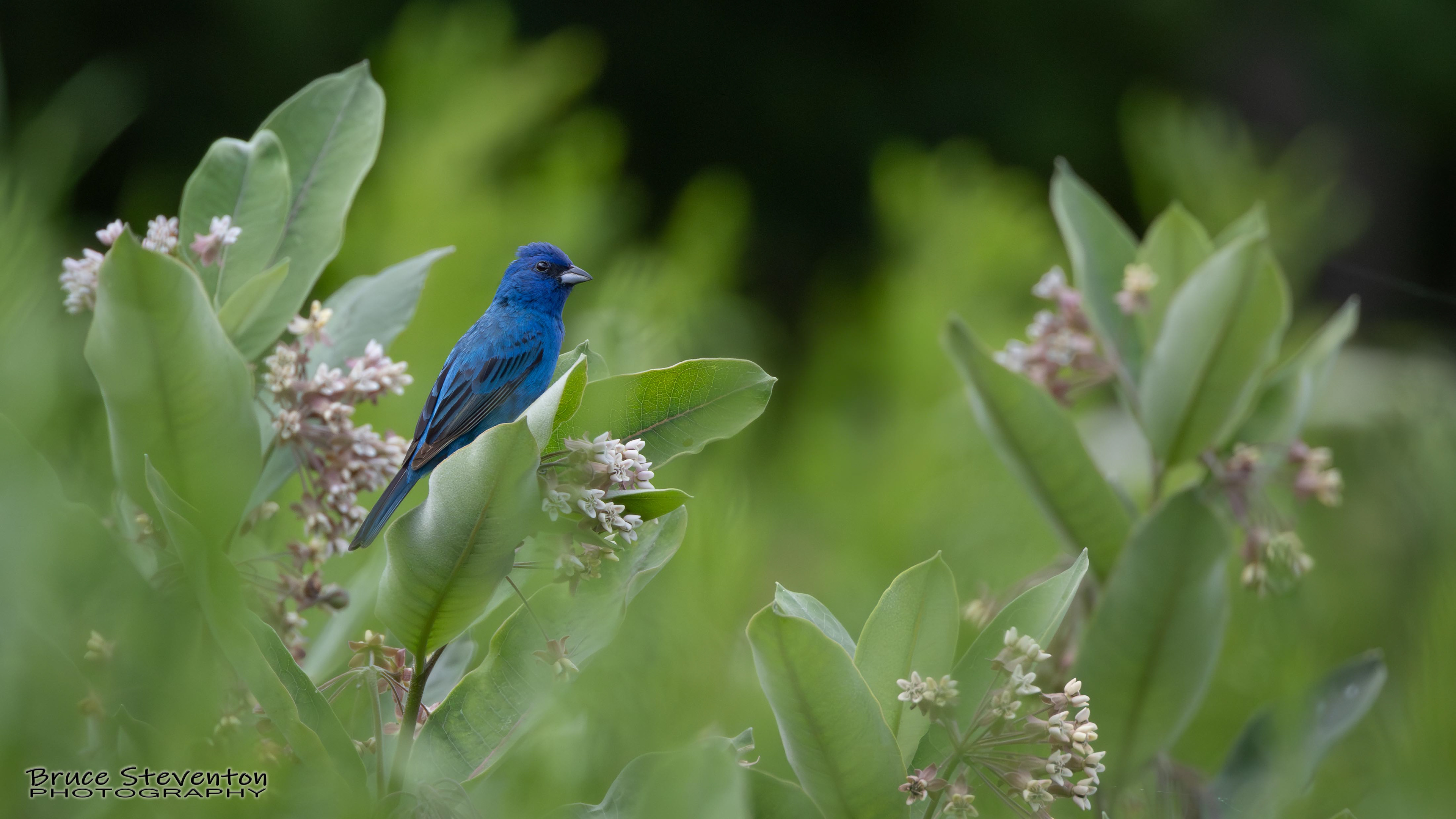Indigo Bunting
