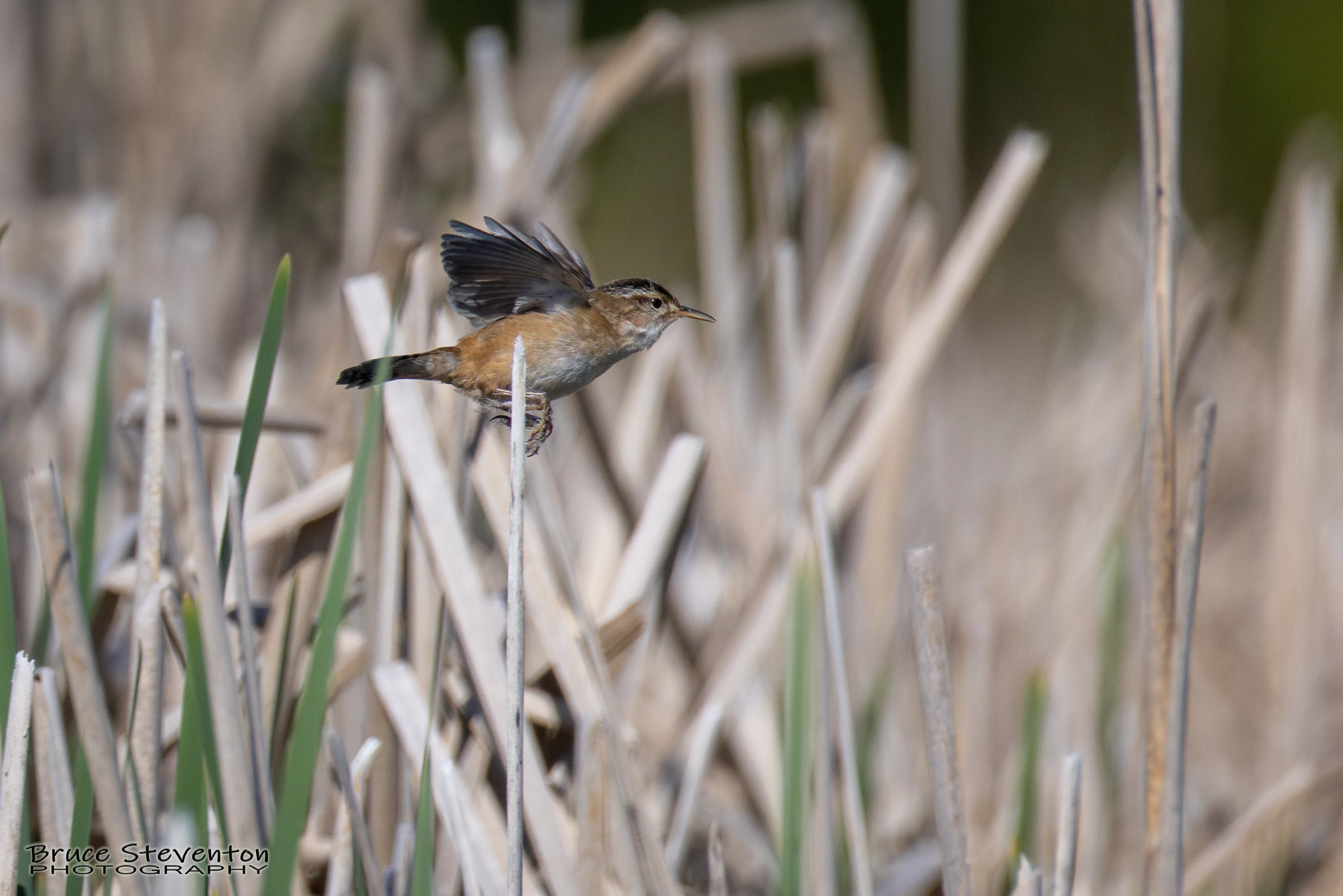 Marsh Wren