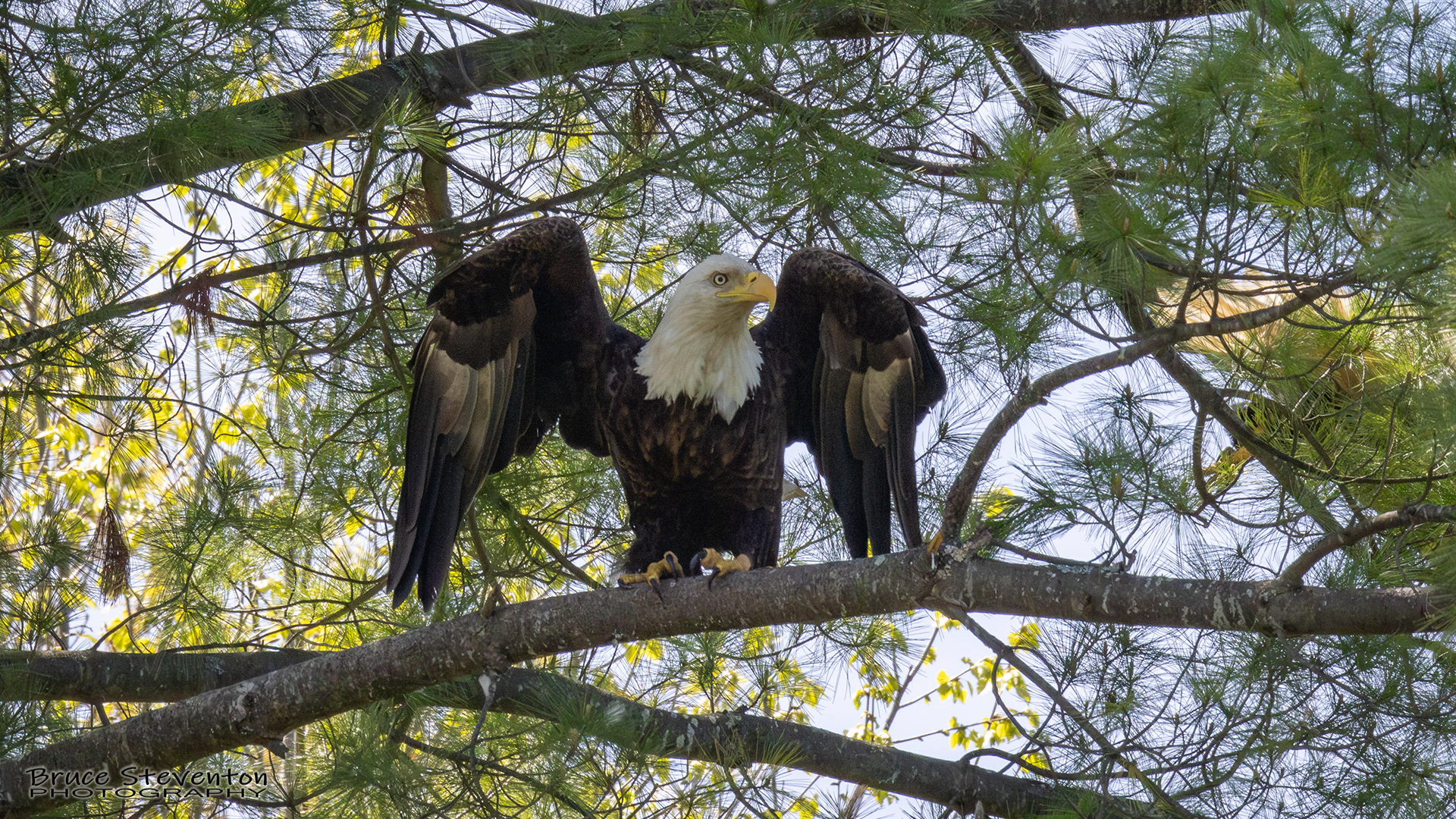 Bald Eagle