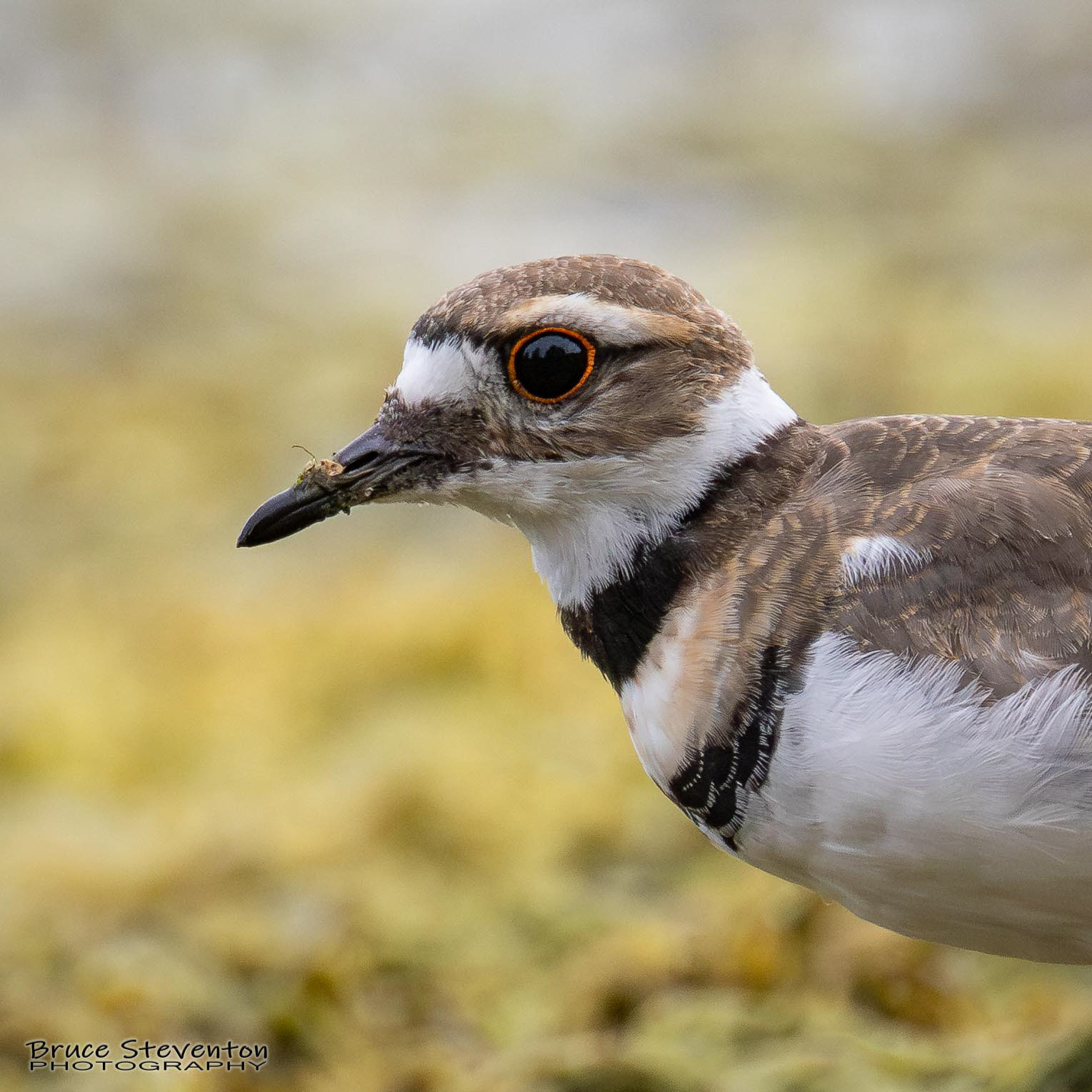 Killdeer