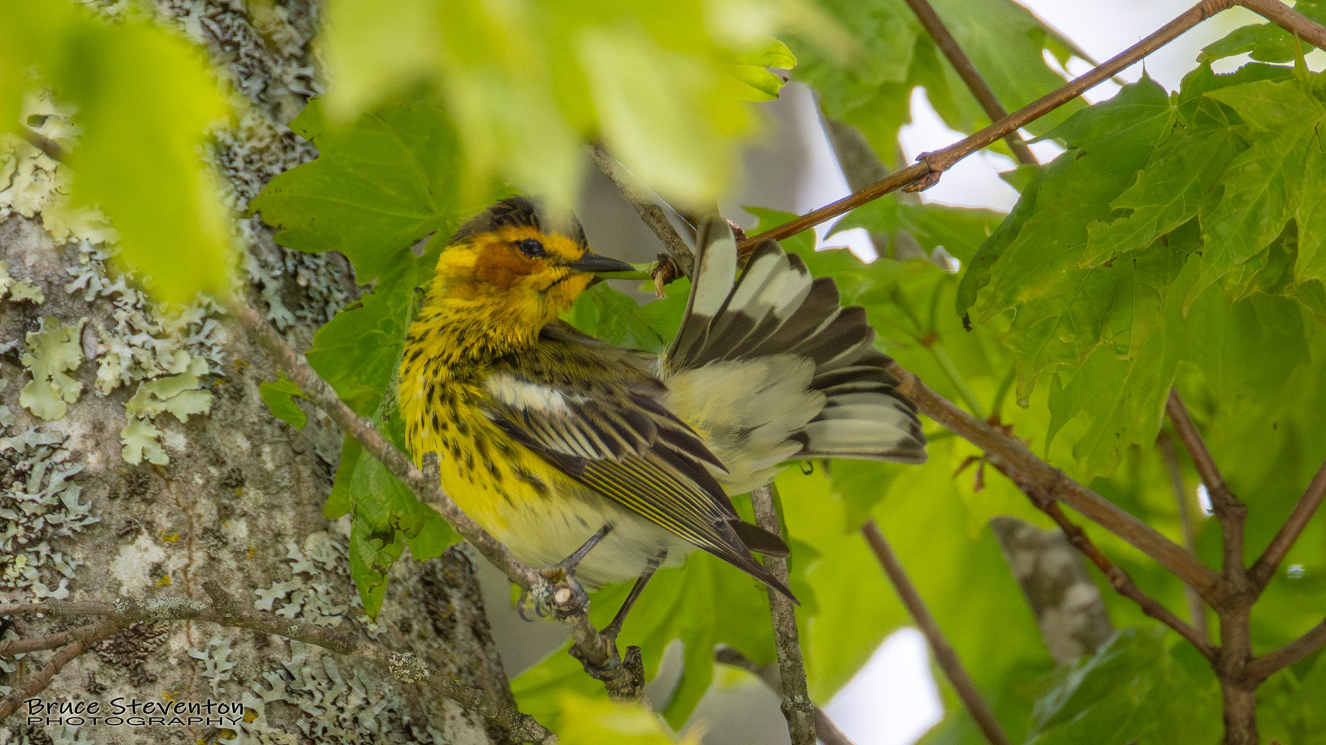Cape May Warbler