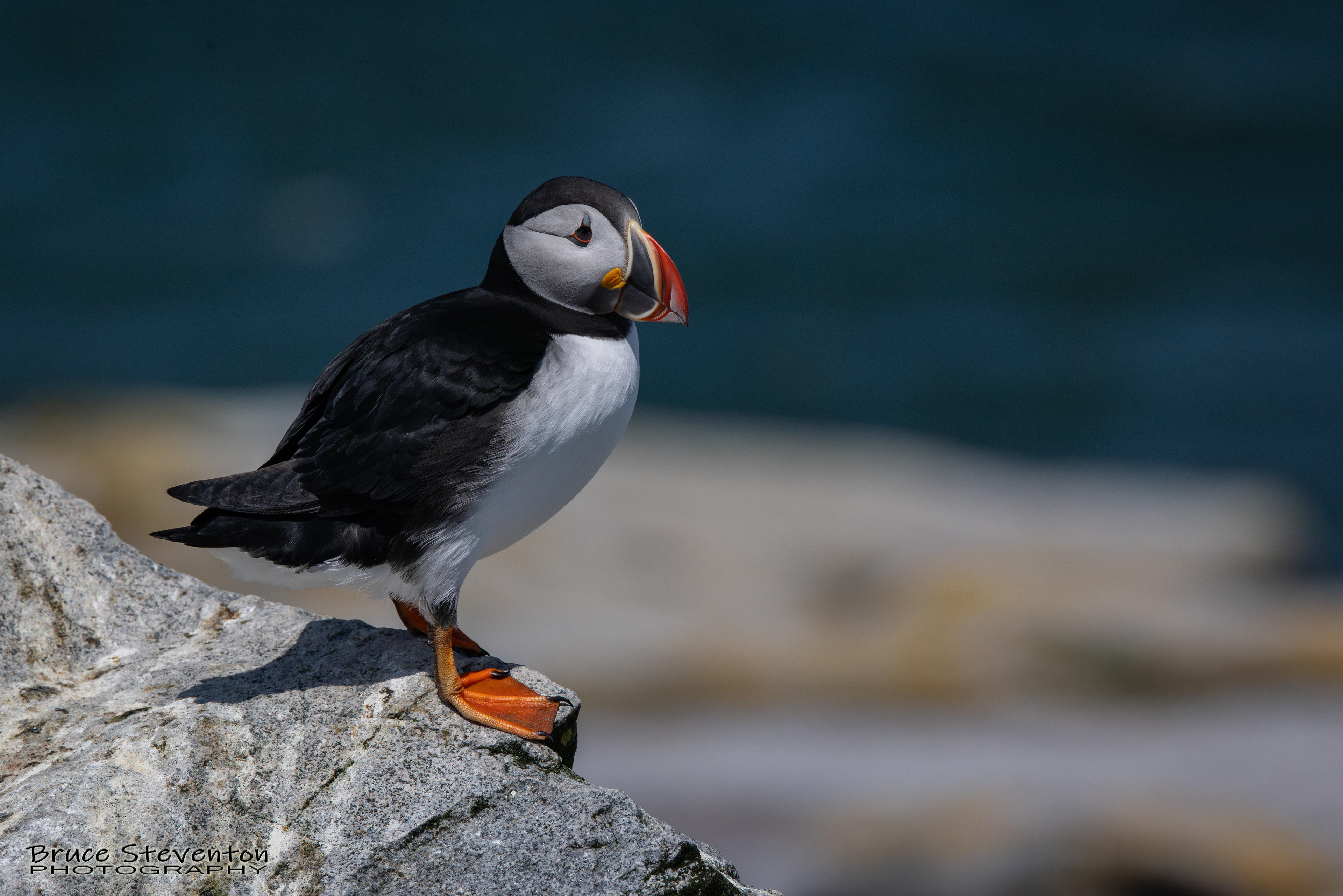 Atlantic Puffin