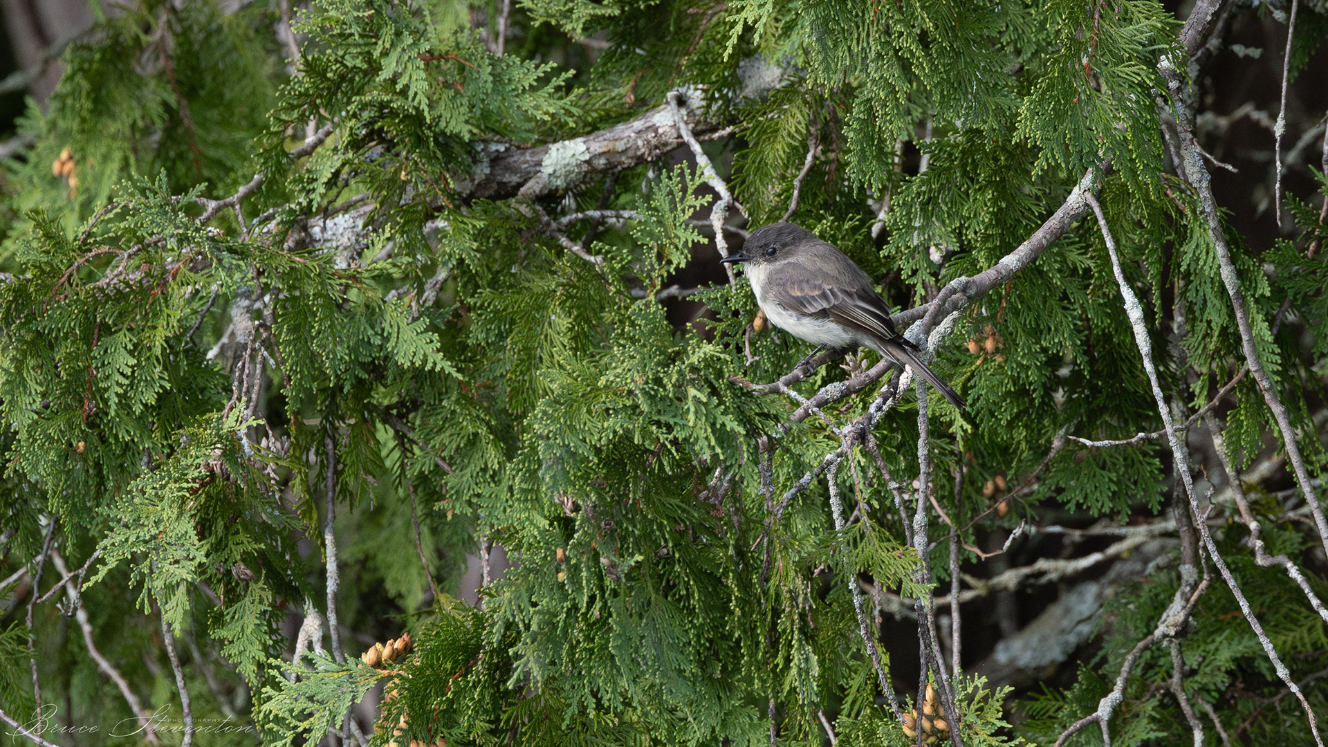 Eastern Phoebe