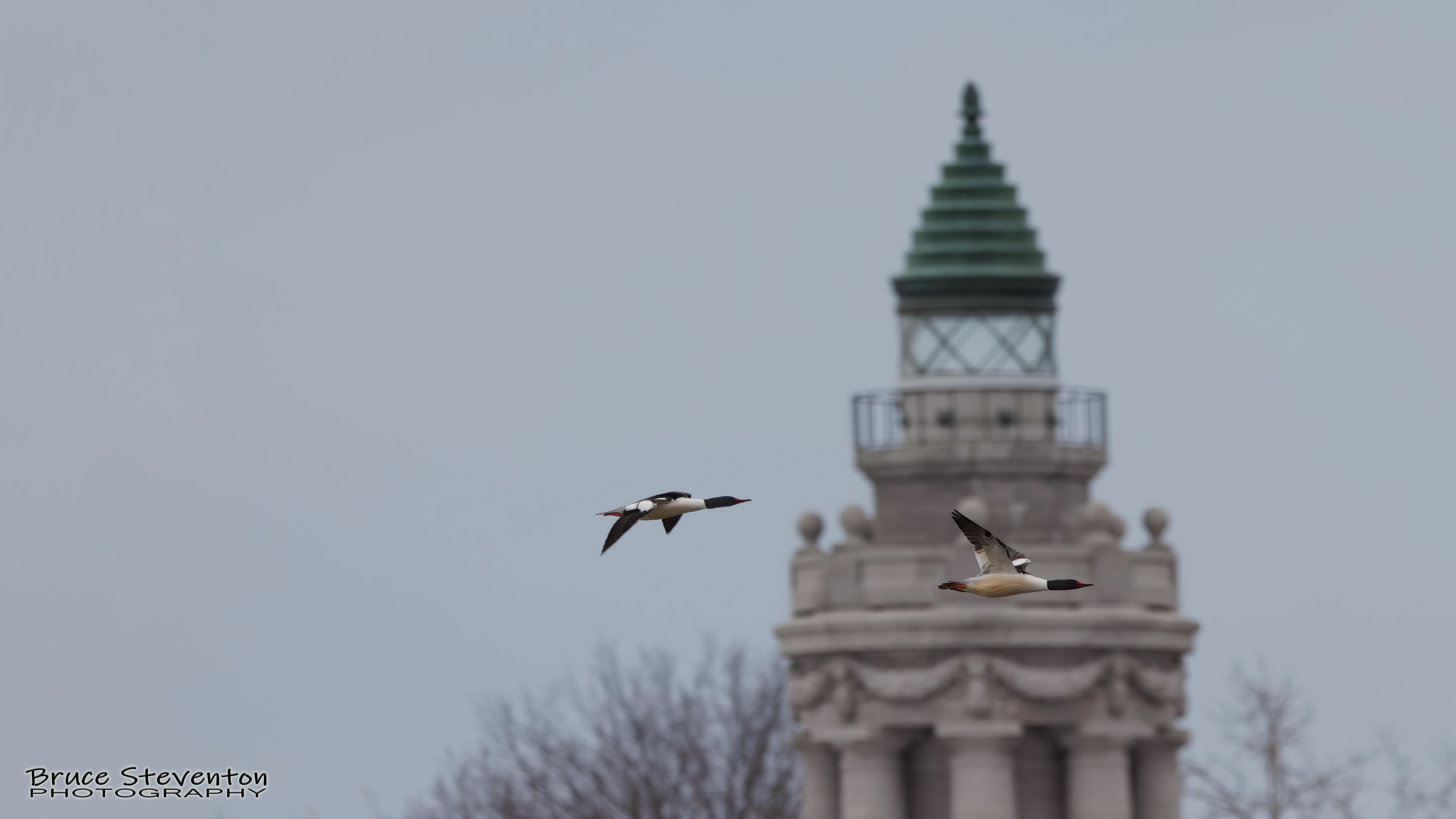 Common Merganser (M) - Addison, VT