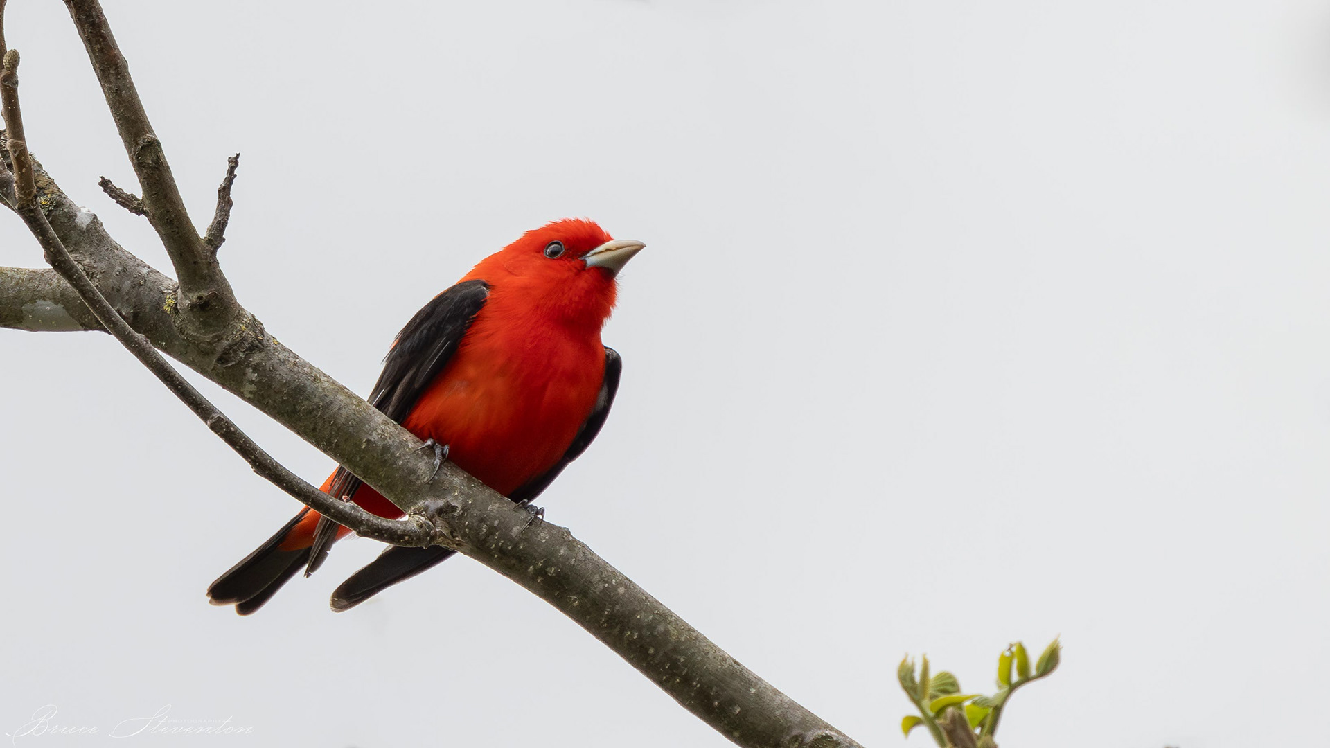 Scarlet Tanager (M)