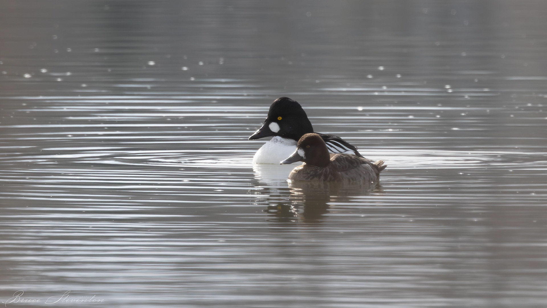Common Goldeneye - Male & Lesser Scaup - Female