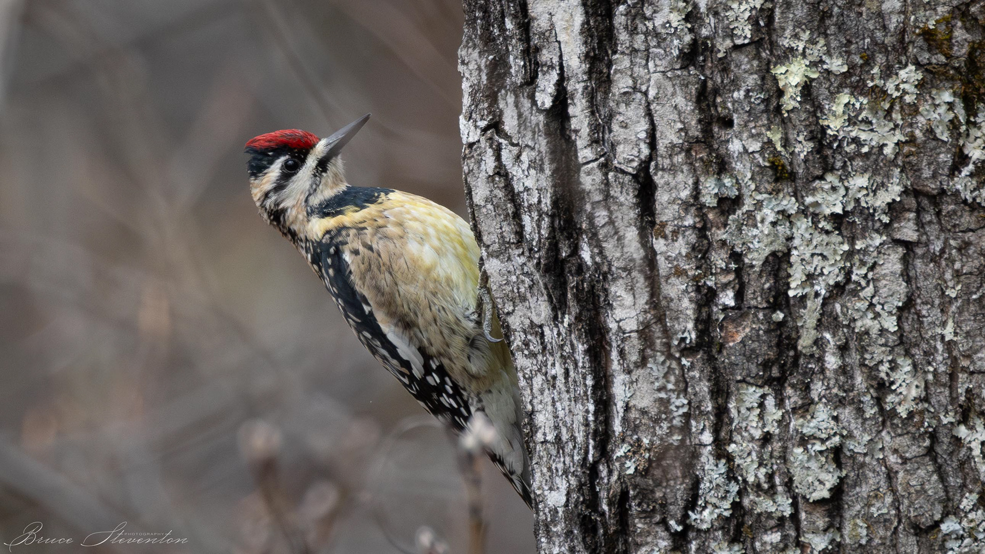 This female sapsucker spent at least 30 minutes feeding on the sap of this tree, when I left she was still there