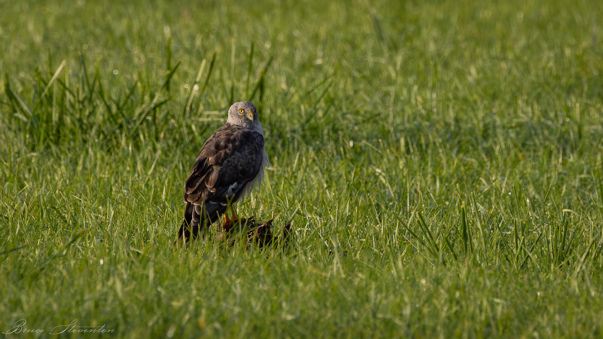 Northern Harrier