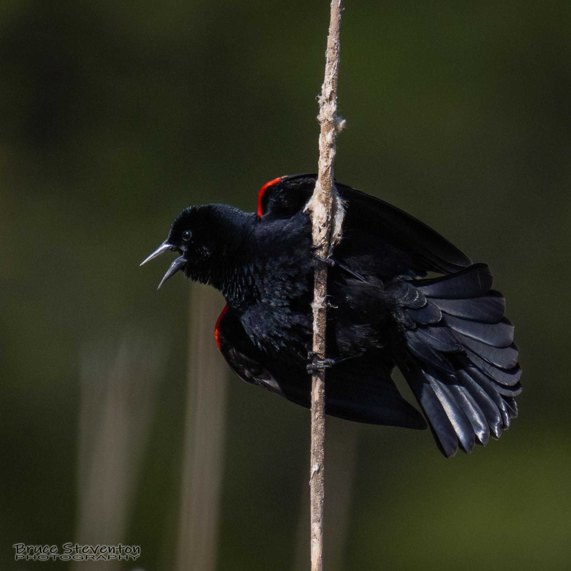 Red-winged Blackbird