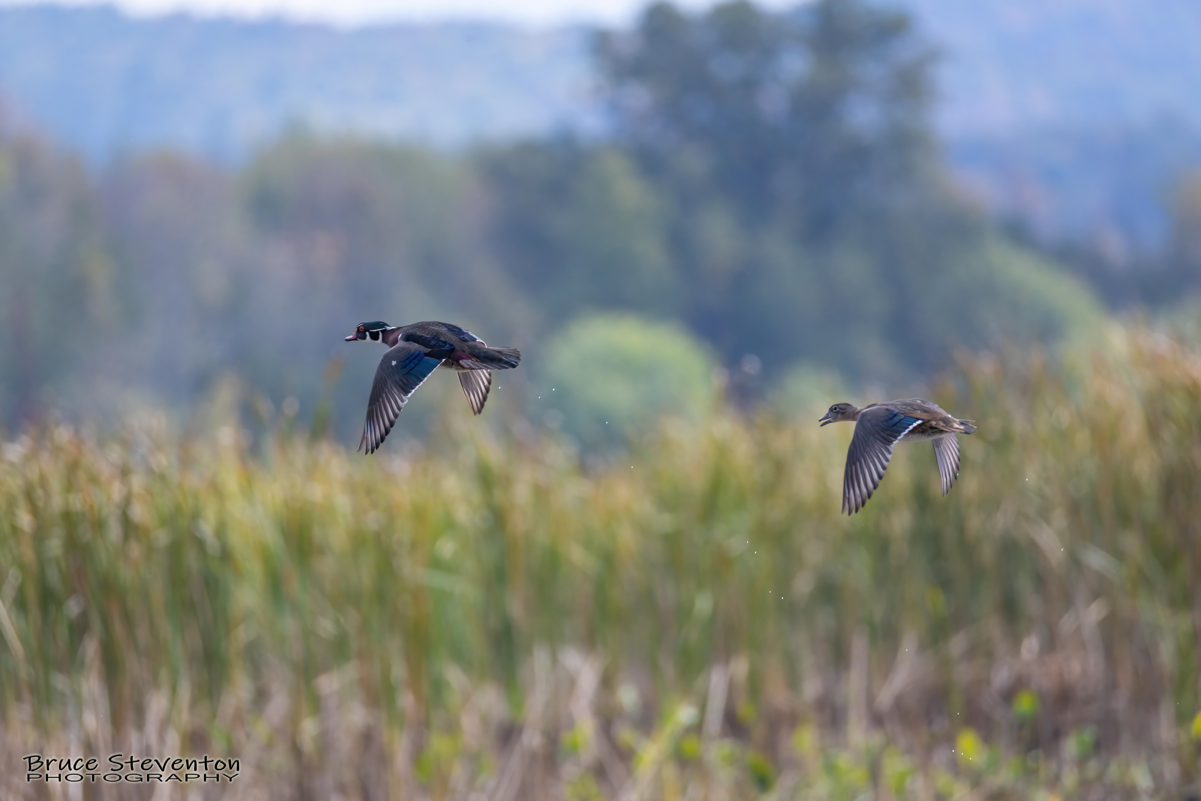 Wood Duck - Shoreham, VT