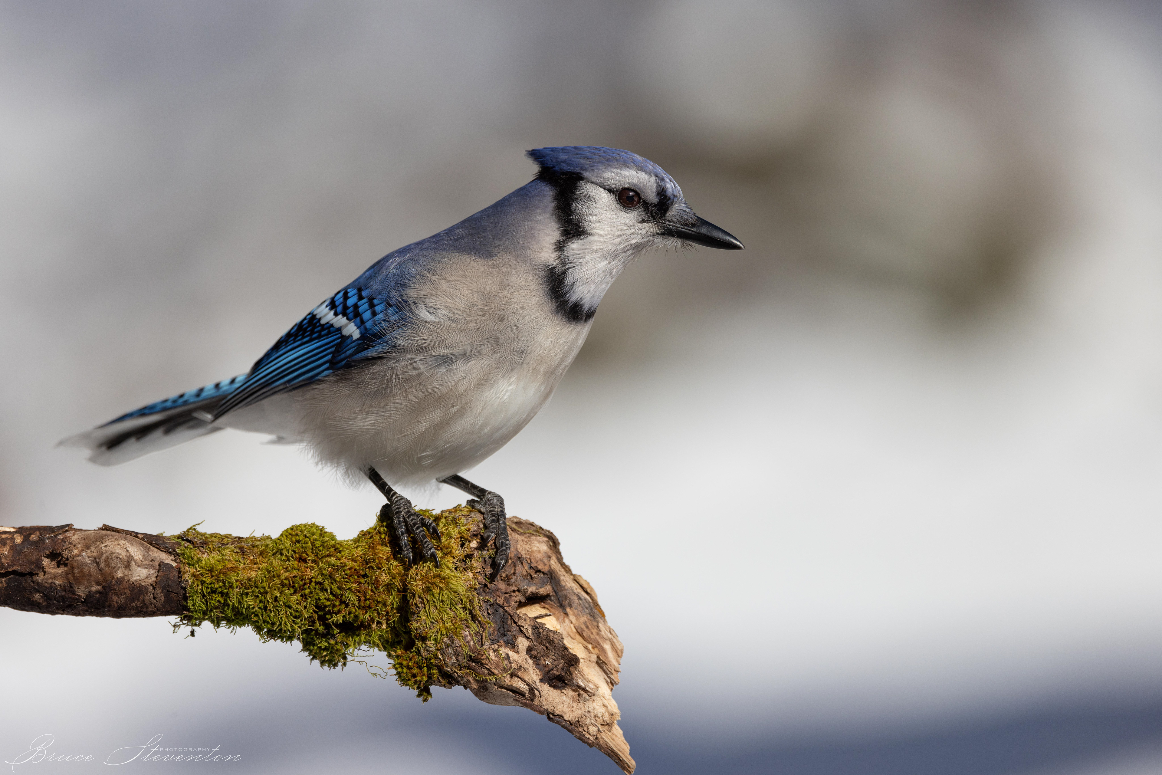 Blue Jay