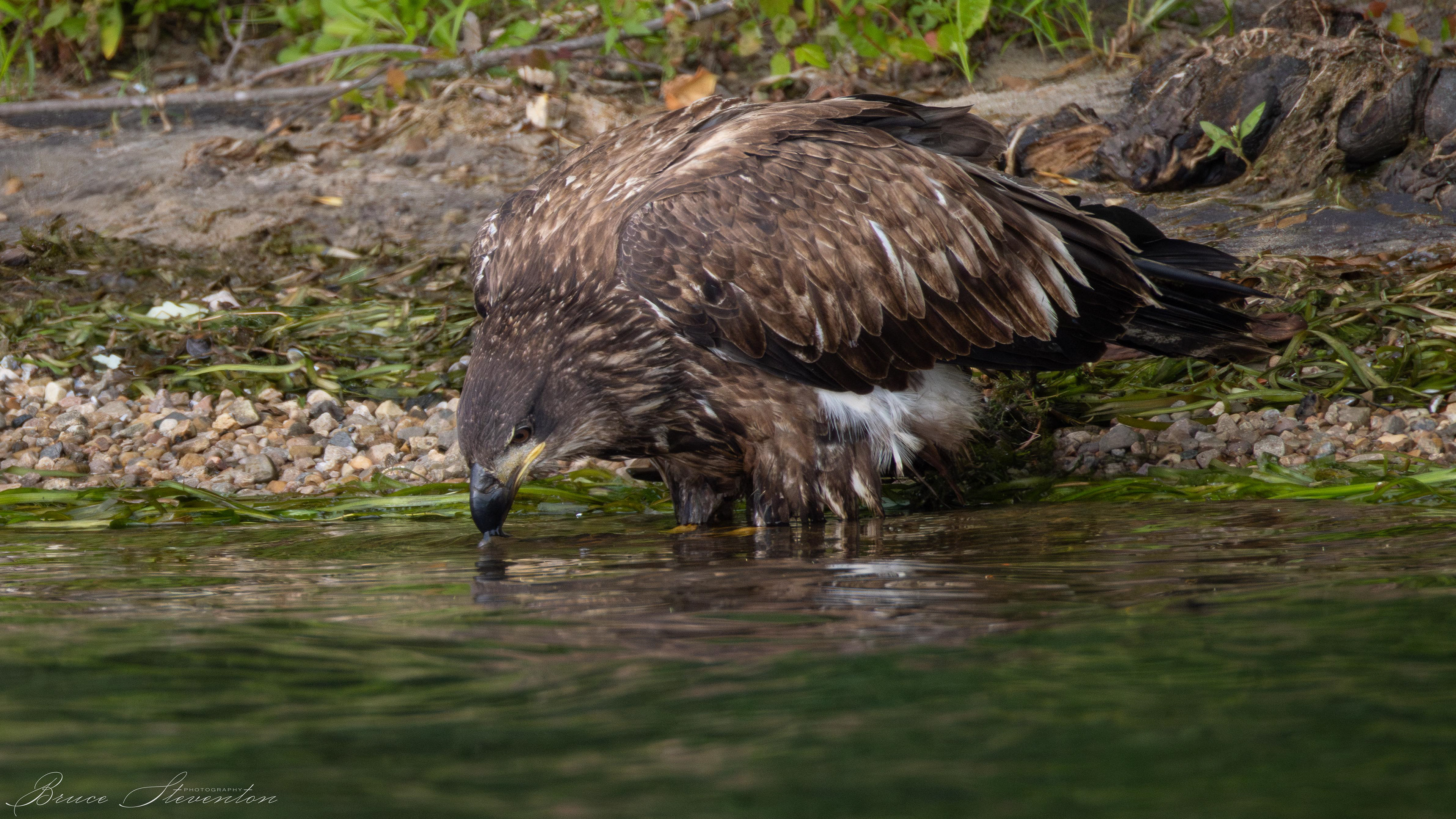Bald Eagle, Immature